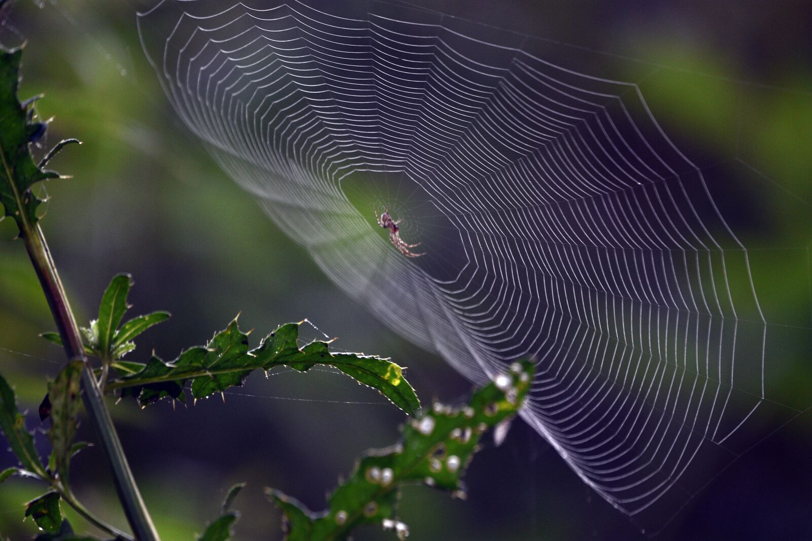 Nikon D3400 sample photo. Spider, insect, cobweb photography