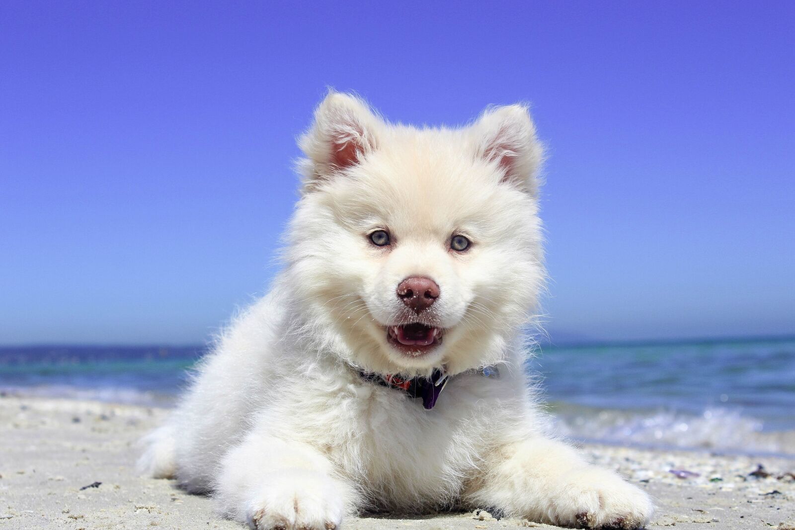 Canon EOS 1200D (EOS Rebel T5 / EOS Kiss X70 / EOS Hi) sample photo. Beach, puppy, dog photography
