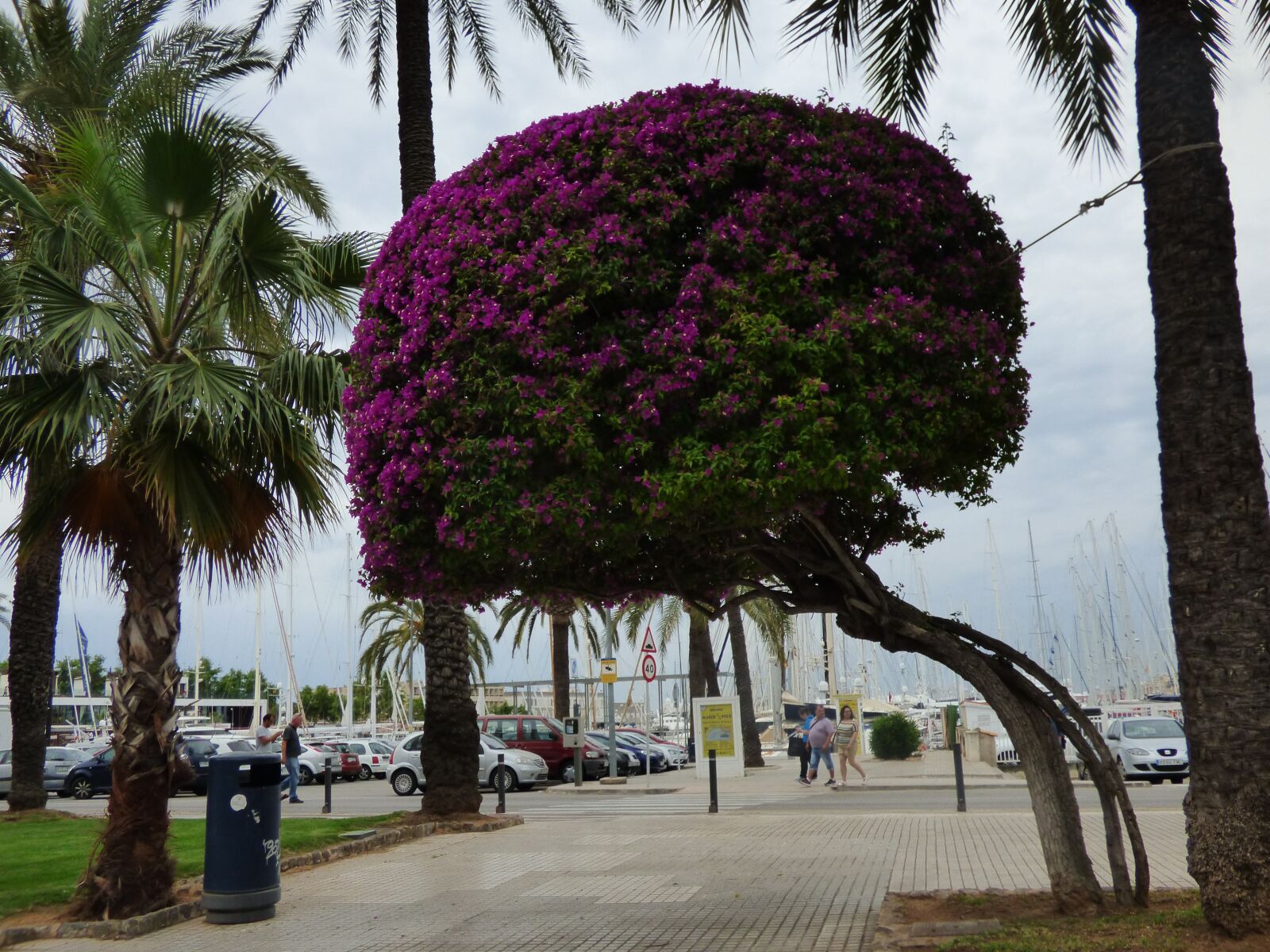Panasonic DMC-FZ72 sample photo. Majorca, bougainvillea, port palma photography