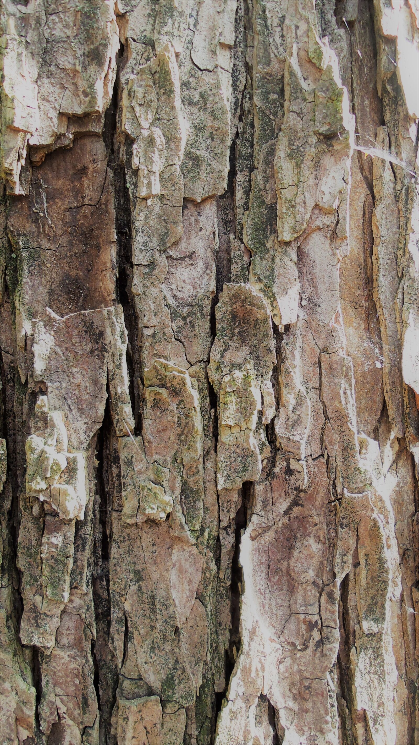 Samsung Galaxy S4 Zoom sample photo. Bark, tree, structure photography