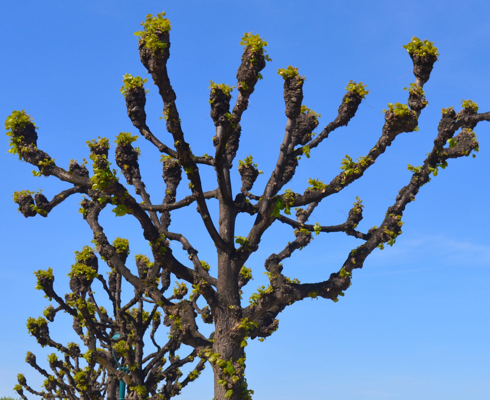 Nikon D3200 sample photo. Linde, tree, nature photography