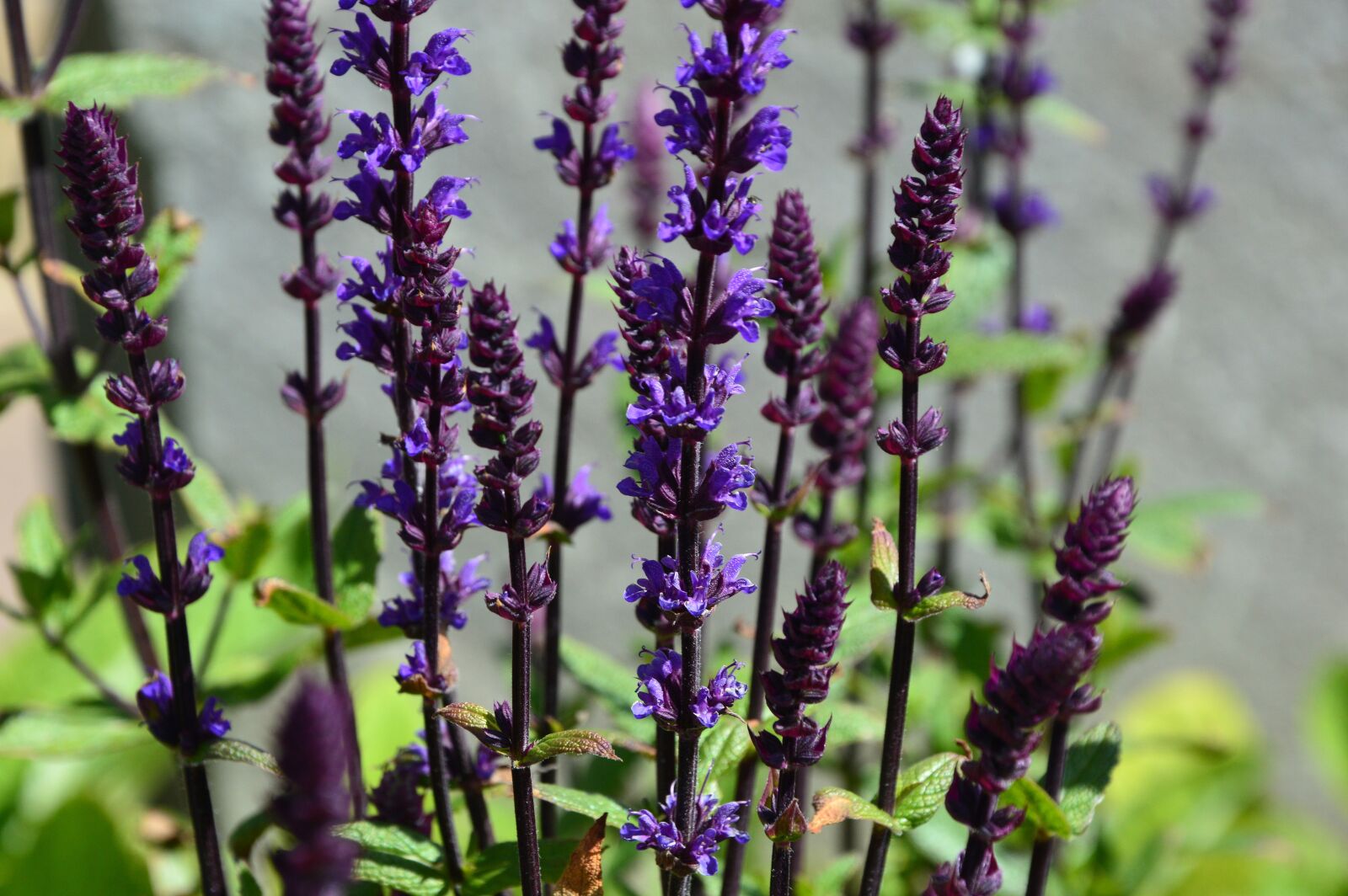 Nikon D3200 sample photo. Flora, flowers, bloom photography