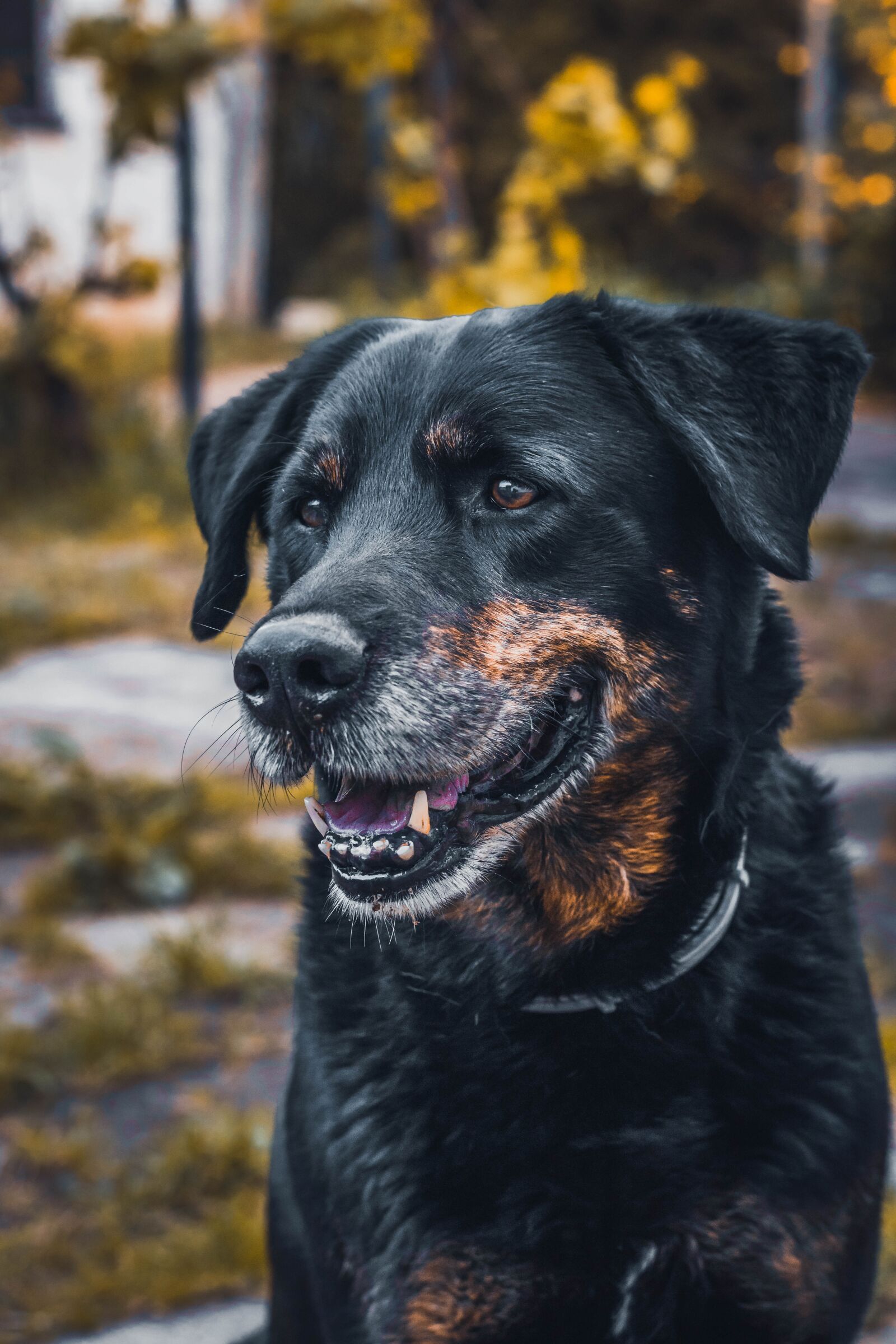 Nikon D5600 sample photo. Dog, portrait, teeth photography