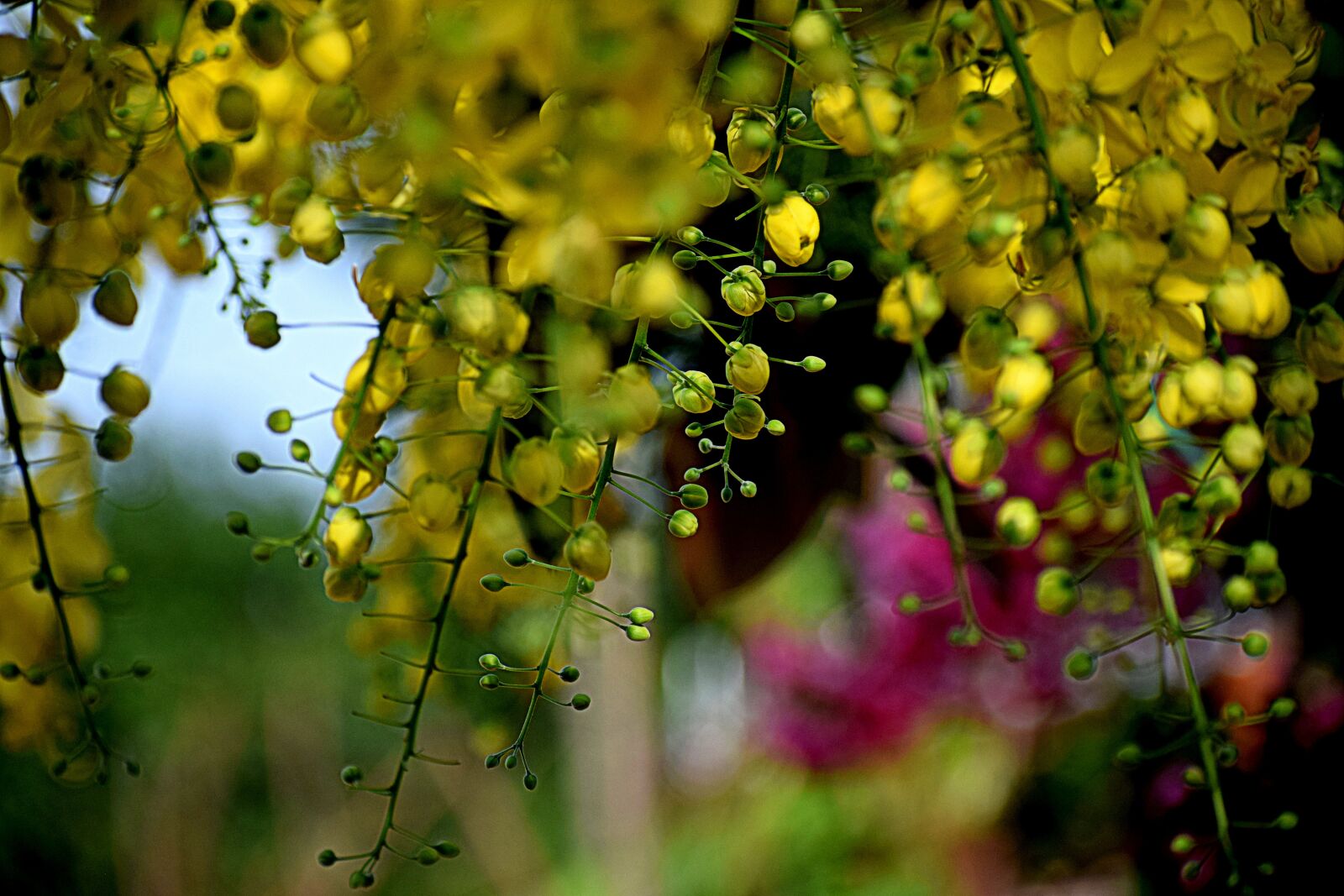 Nikon D3300 sample photo. Yellow, flowers, nature photography