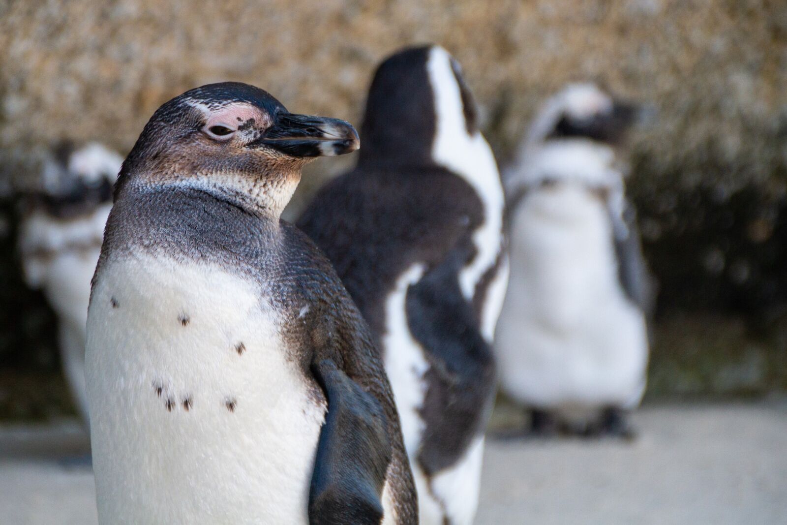 Canon EOS 7D sample photo. Penguins, south africa, cape photography