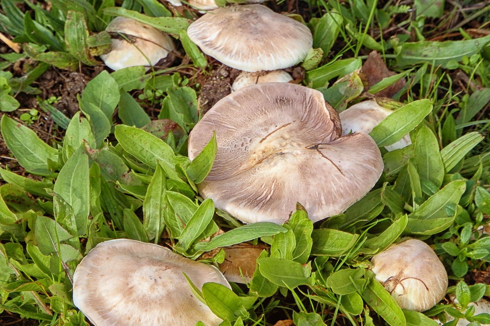 Fujifilm FinePix SL1000 sample photo. Mushroom, meadow, grass photography
