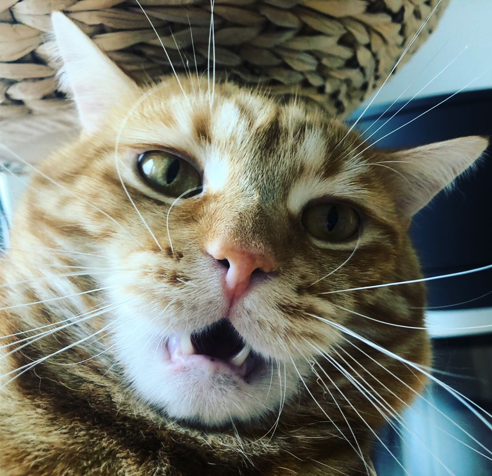 iPhone 8 back camera 3.99mm f/1.8 sample photo. Katze, kätzchen, gustaf photography