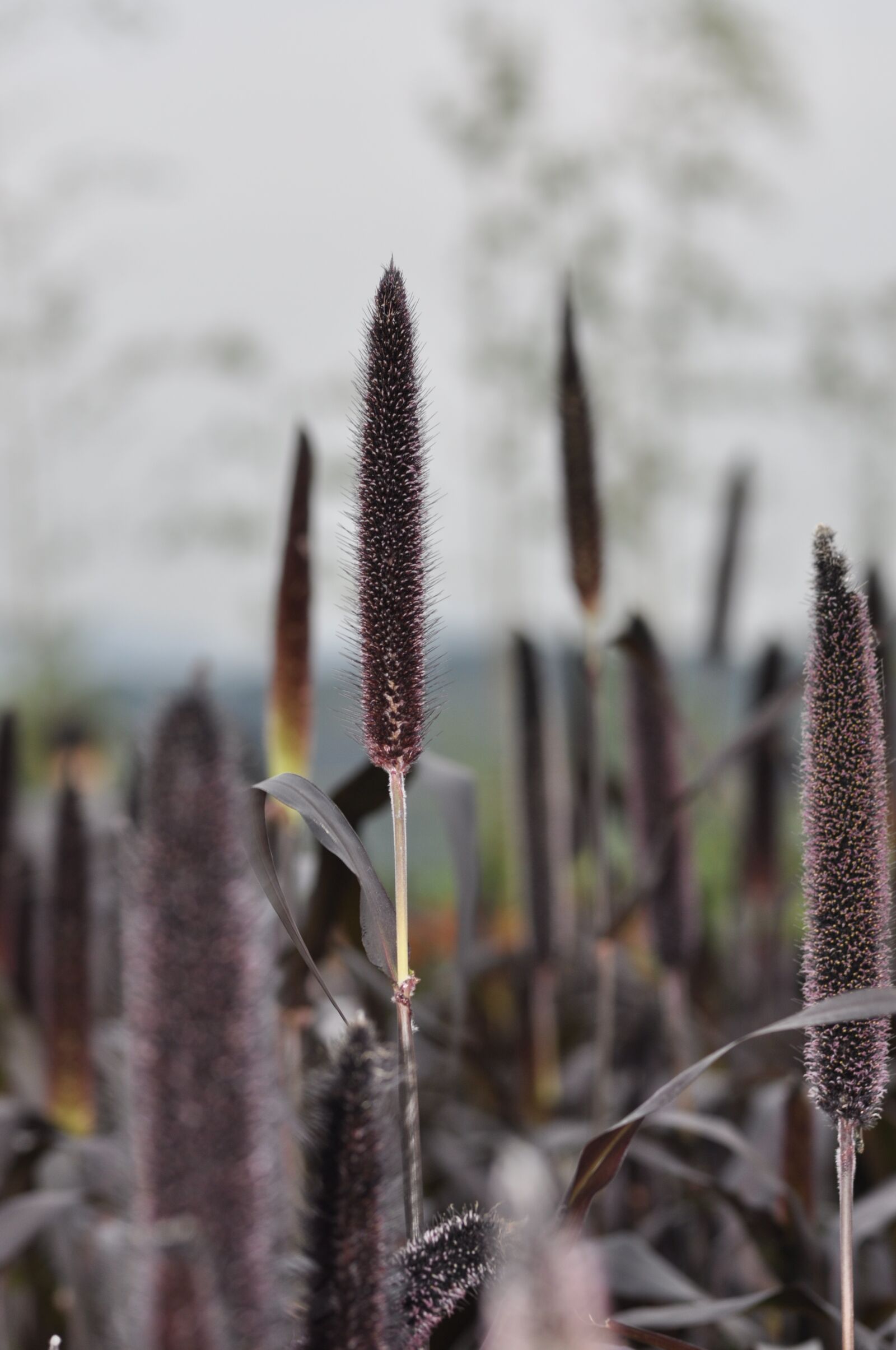 Nikon D90 sample photo. Autumn, flowers, garden photography