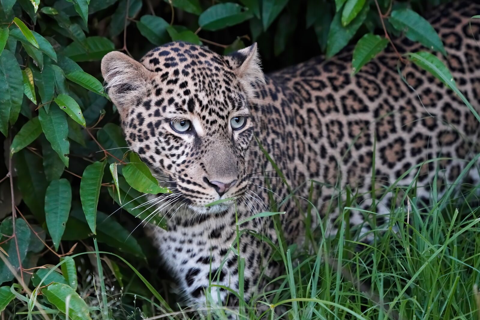 Sony a7R IV sample photo. Leopard, cat, eyes photography