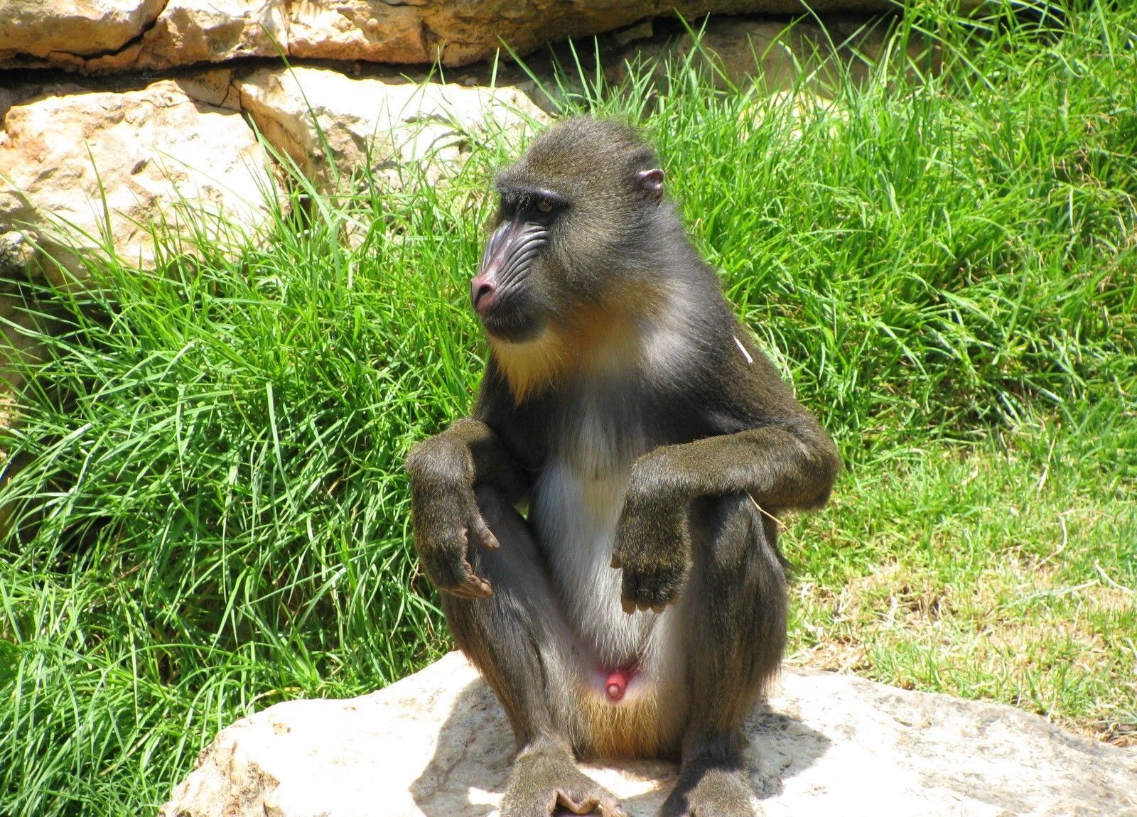 Canon POWERSHOT SX100 IS sample photo. Monkey, baboon, sitting photography