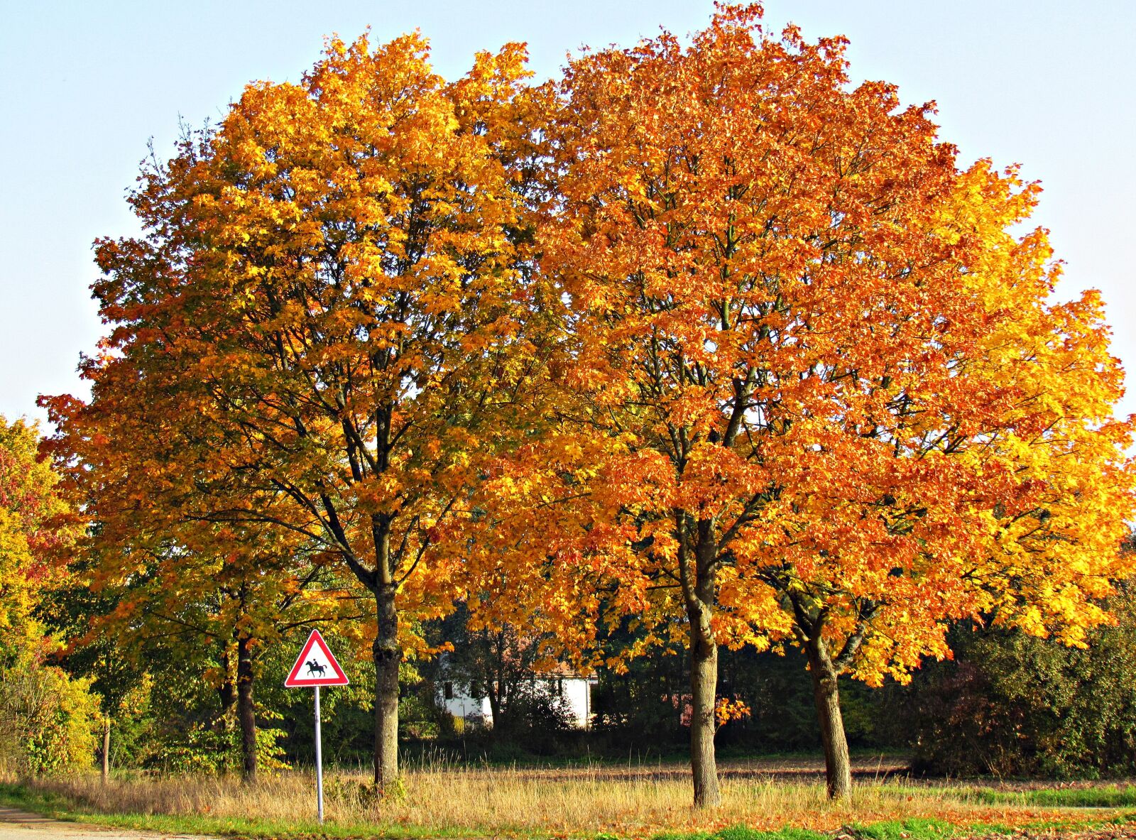 Canon PowerShot SX30 IS sample photo. Autumn, tree, the sun photography