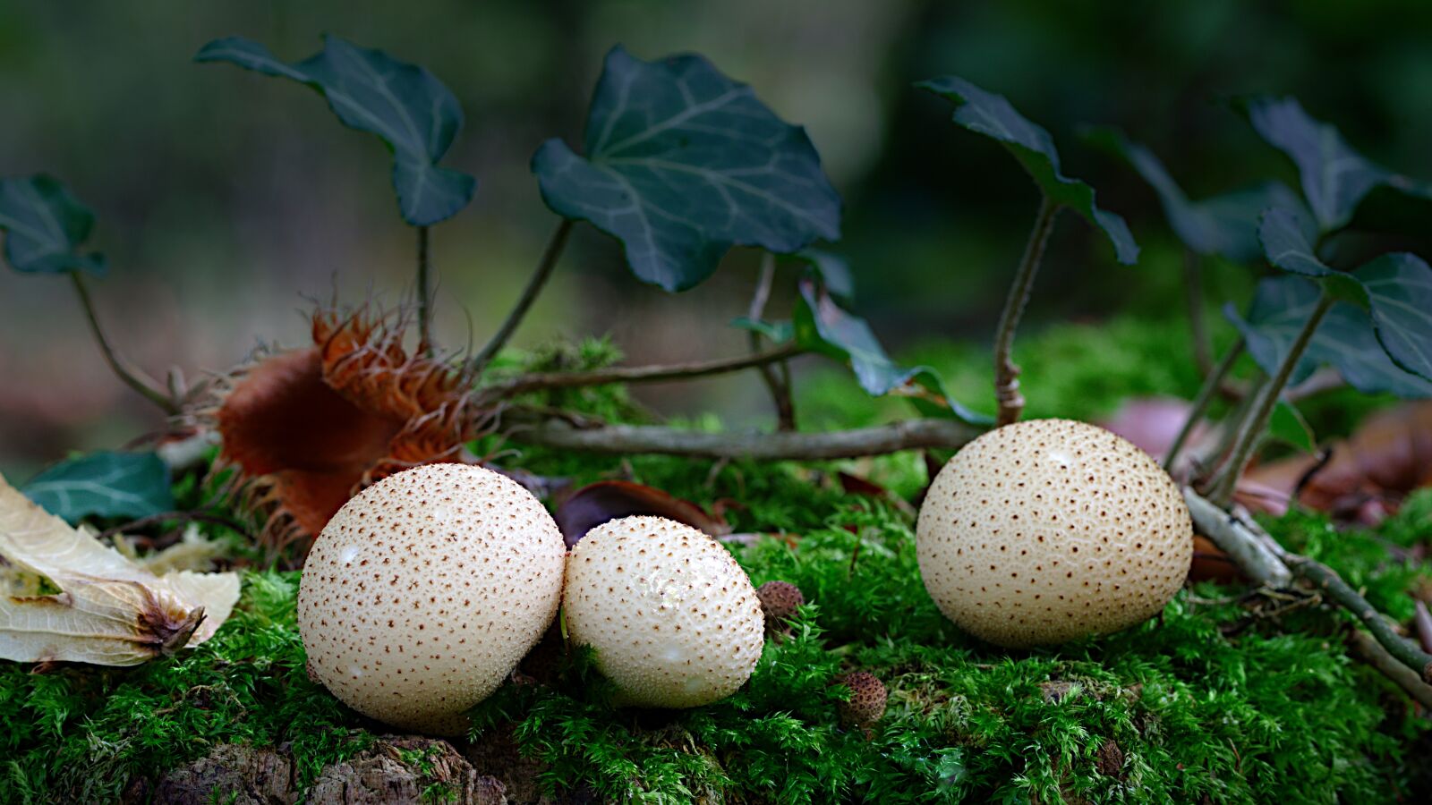 Canon EOS M5 sample photo. Bovist, mushroom, forest photography