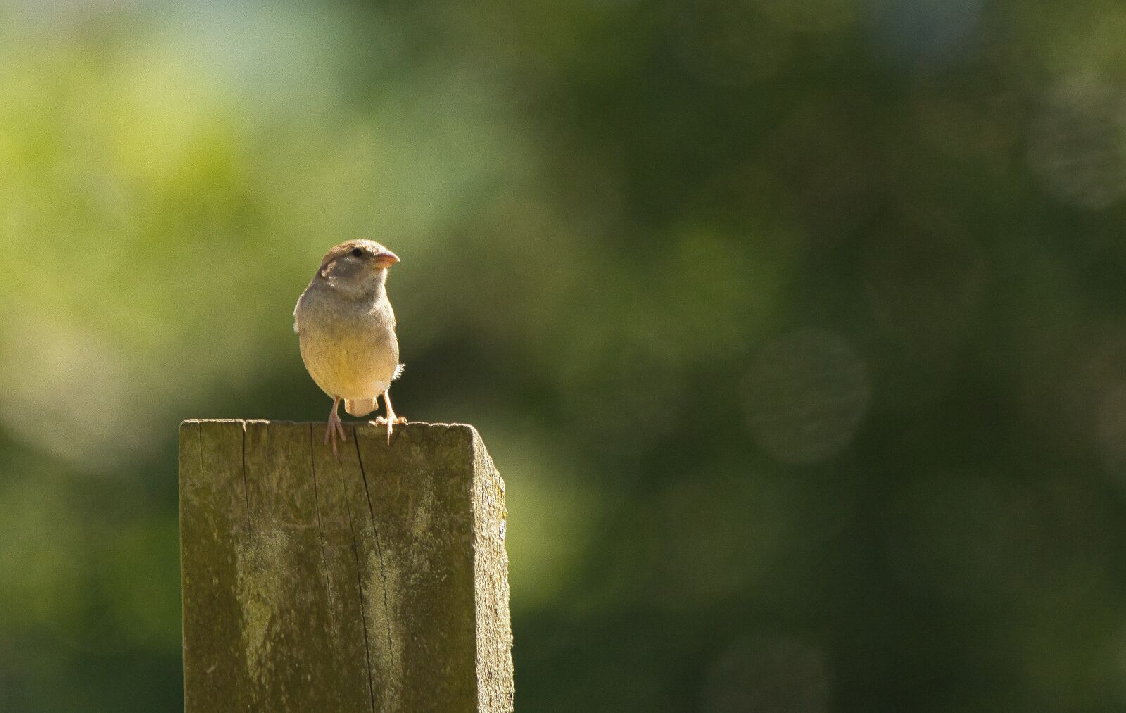 Nikon D7100 sample photo. Bird, wildlife, nature photography