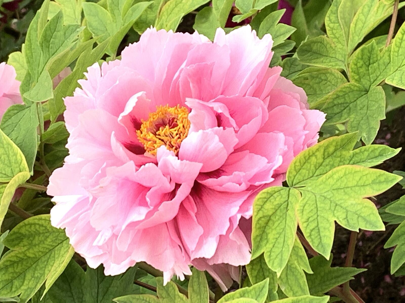 Apple iPhone XS Max sample photo. Rose, pink, beihai park photography