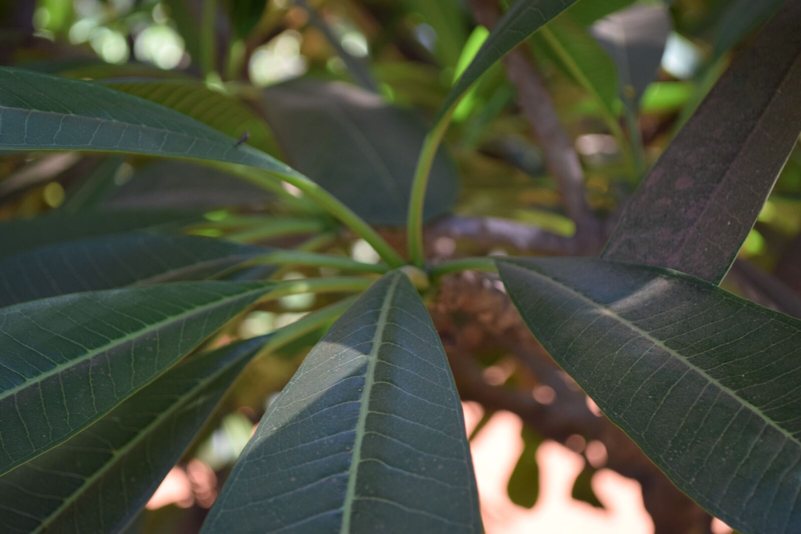 Nikon D3300 sample photo. Leaf, trees, nature photography