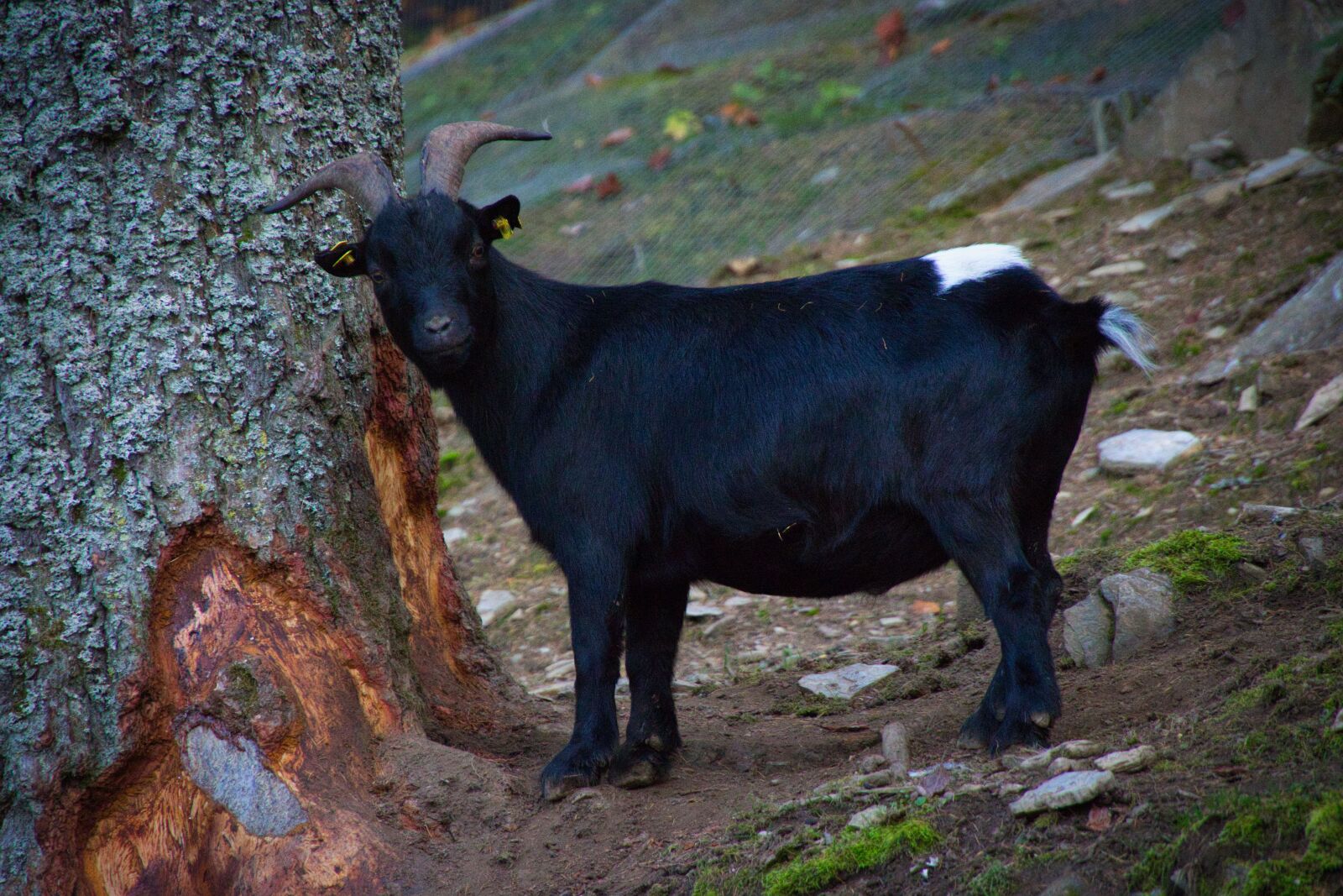 Canon EOS 700D (EOS Rebel T5i / EOS Kiss X7i) sample photo. Goat, animal, nature photography