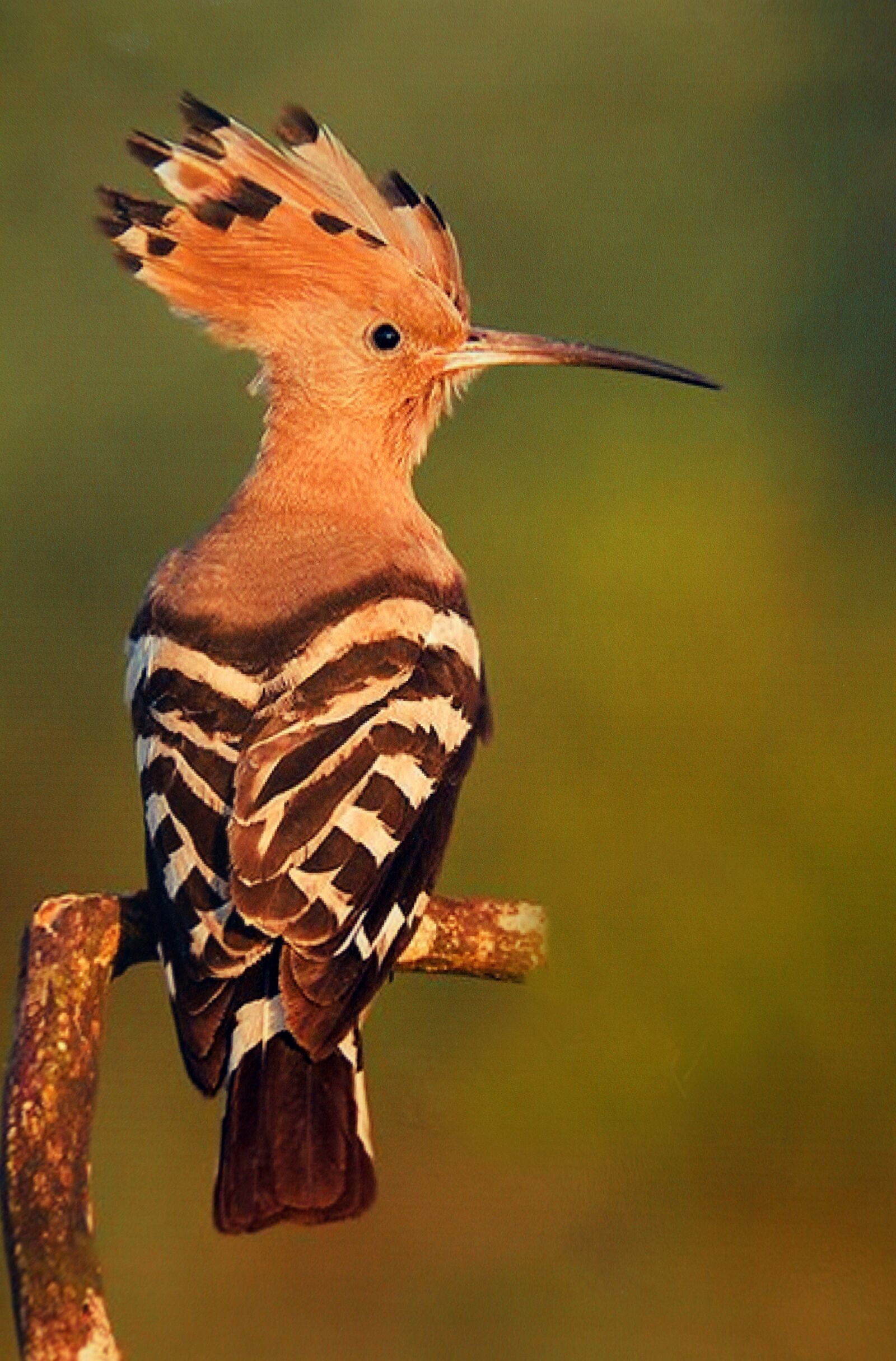 Canon EOS 70D + Canon EF-S 18-135mm F3.5-5.6 IS sample photo. Bird, hoopoe, feathers photography