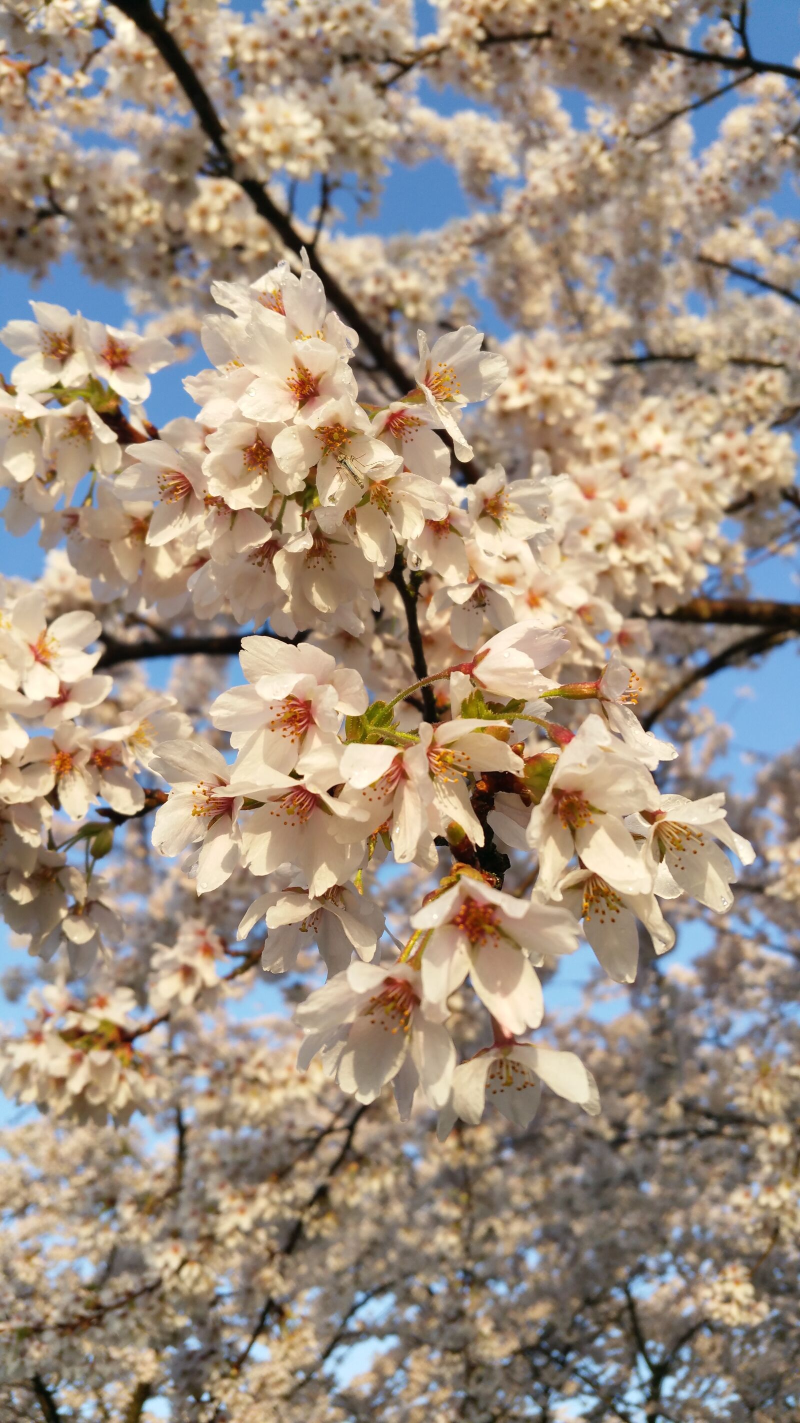 Samsung Galaxy S5 LTE-A sample photo. Beauty, cherry blossom, spring photography