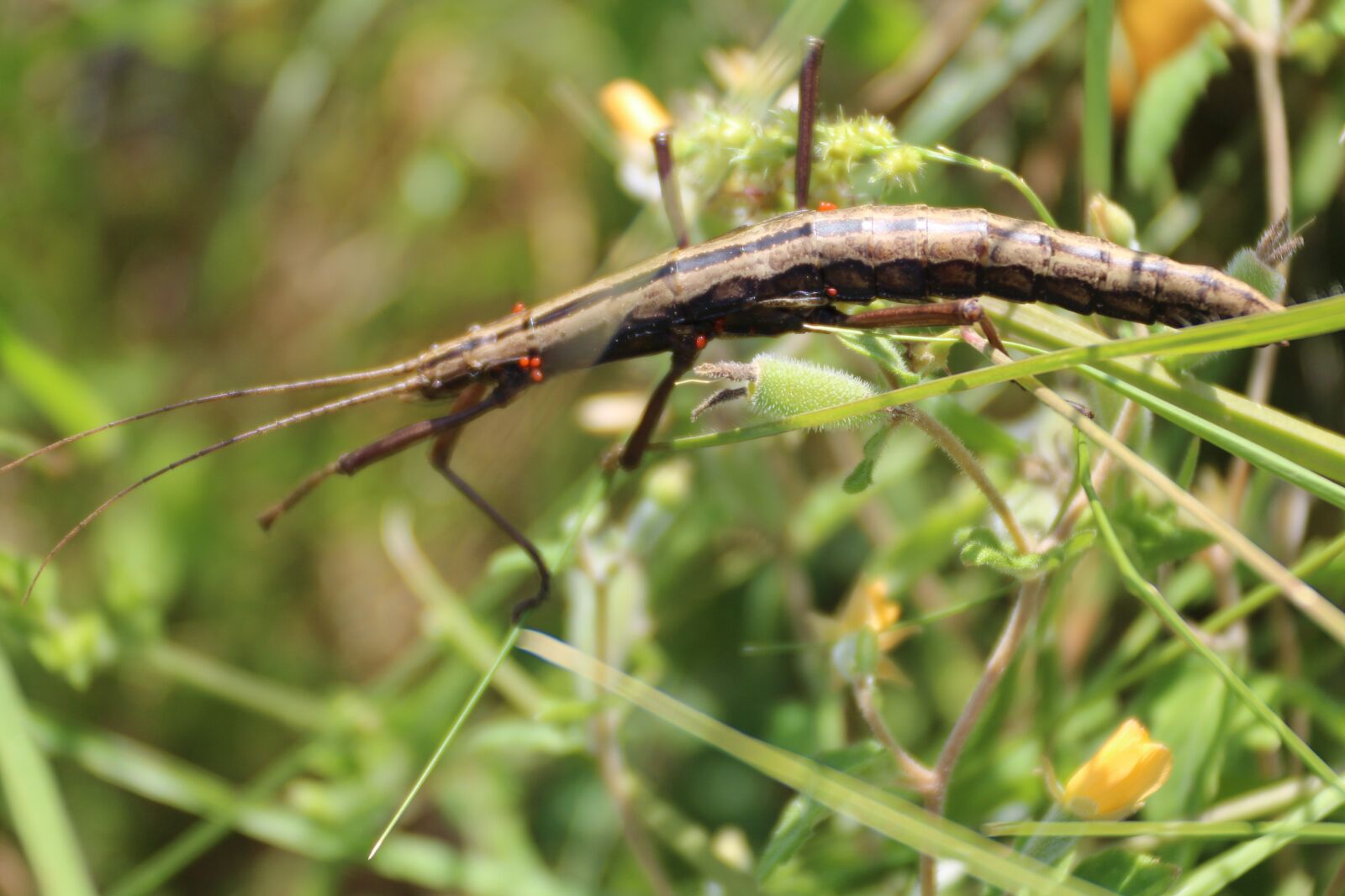 Canon EOS 650D (EOS Rebel T4i / EOS Kiss X6i) sample photo. Bug, insect, plant photography