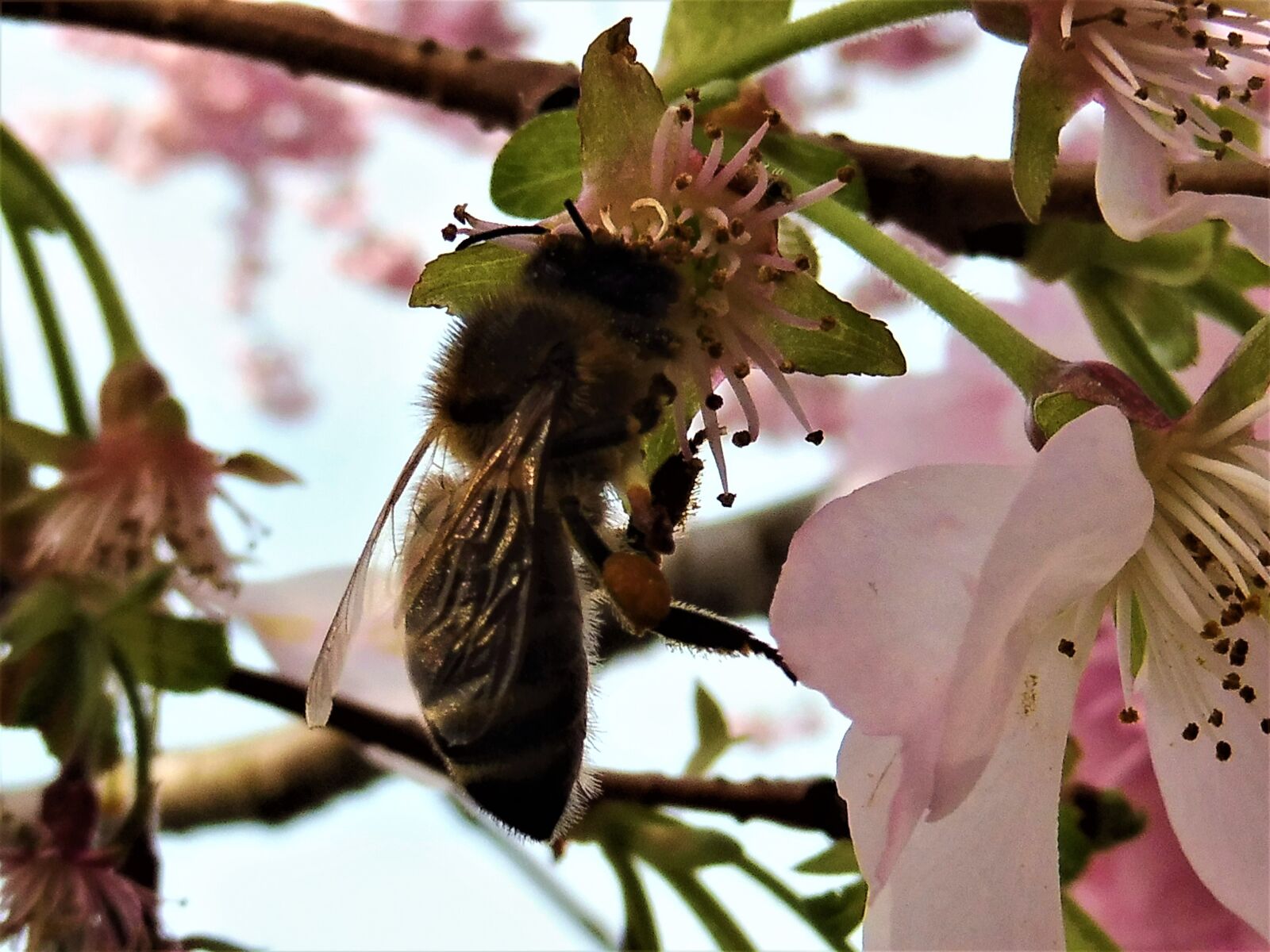 Panasonic DMC-TZ58 sample photo. Bee, cherry blossom, cherry photography