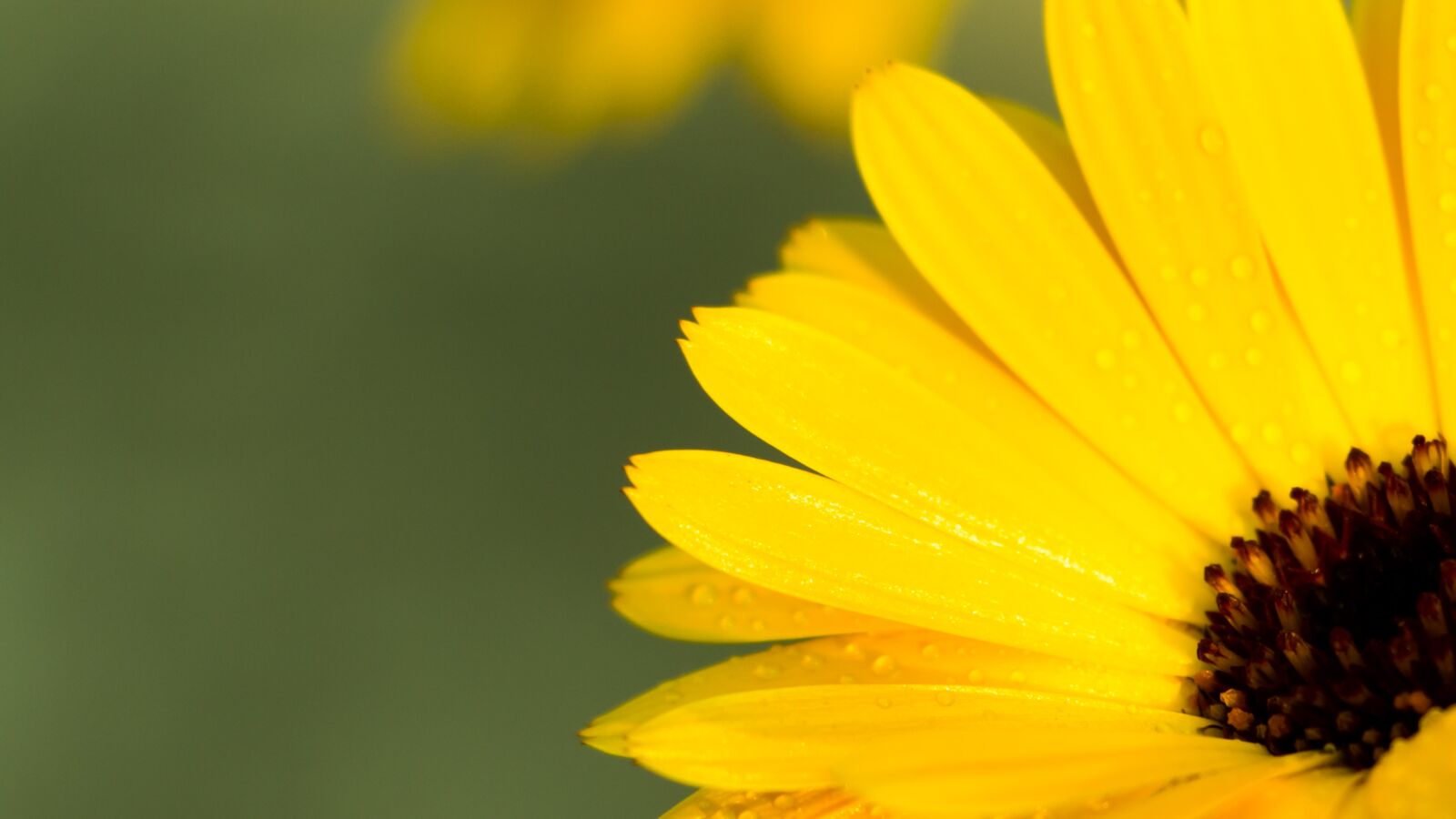 Canon EOS 70D sample photo. Flower closeup, calendula, yellow photography