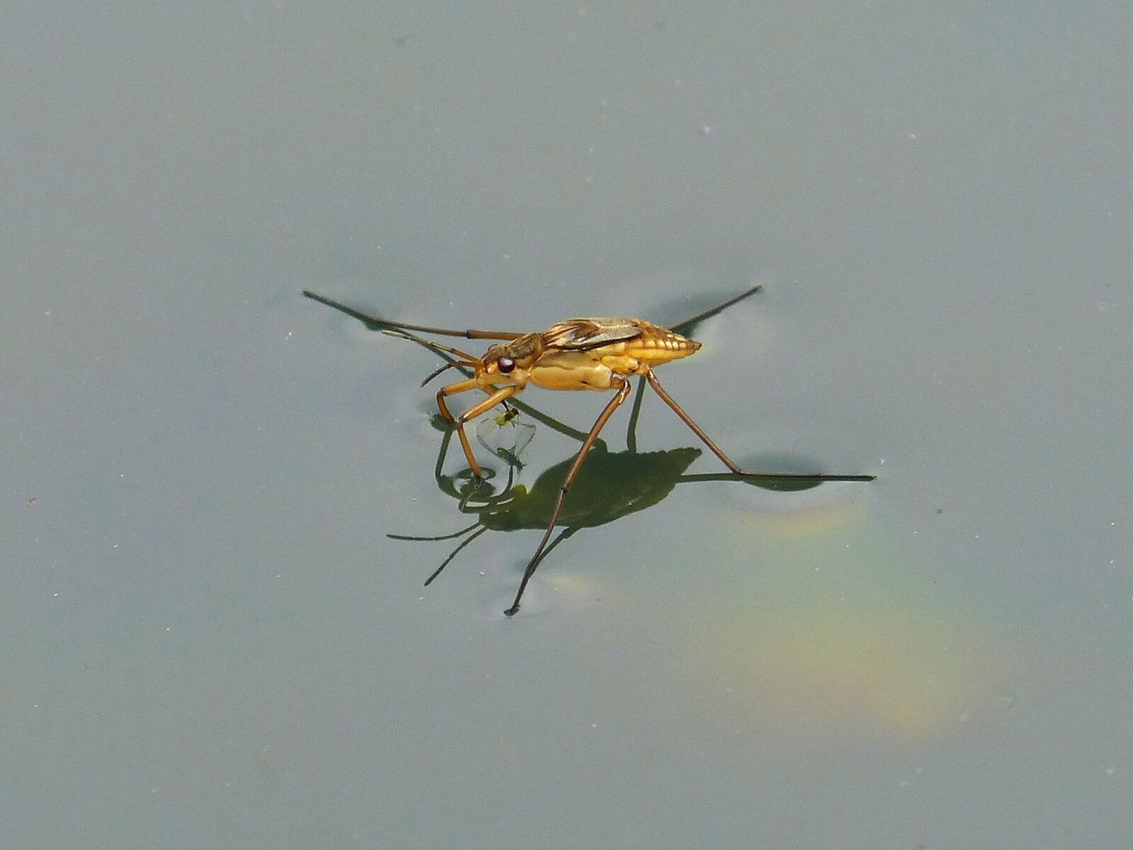 Panasonic DMC-FZ62 sample photo. Gerridae, guerrido, aquatic insect photography