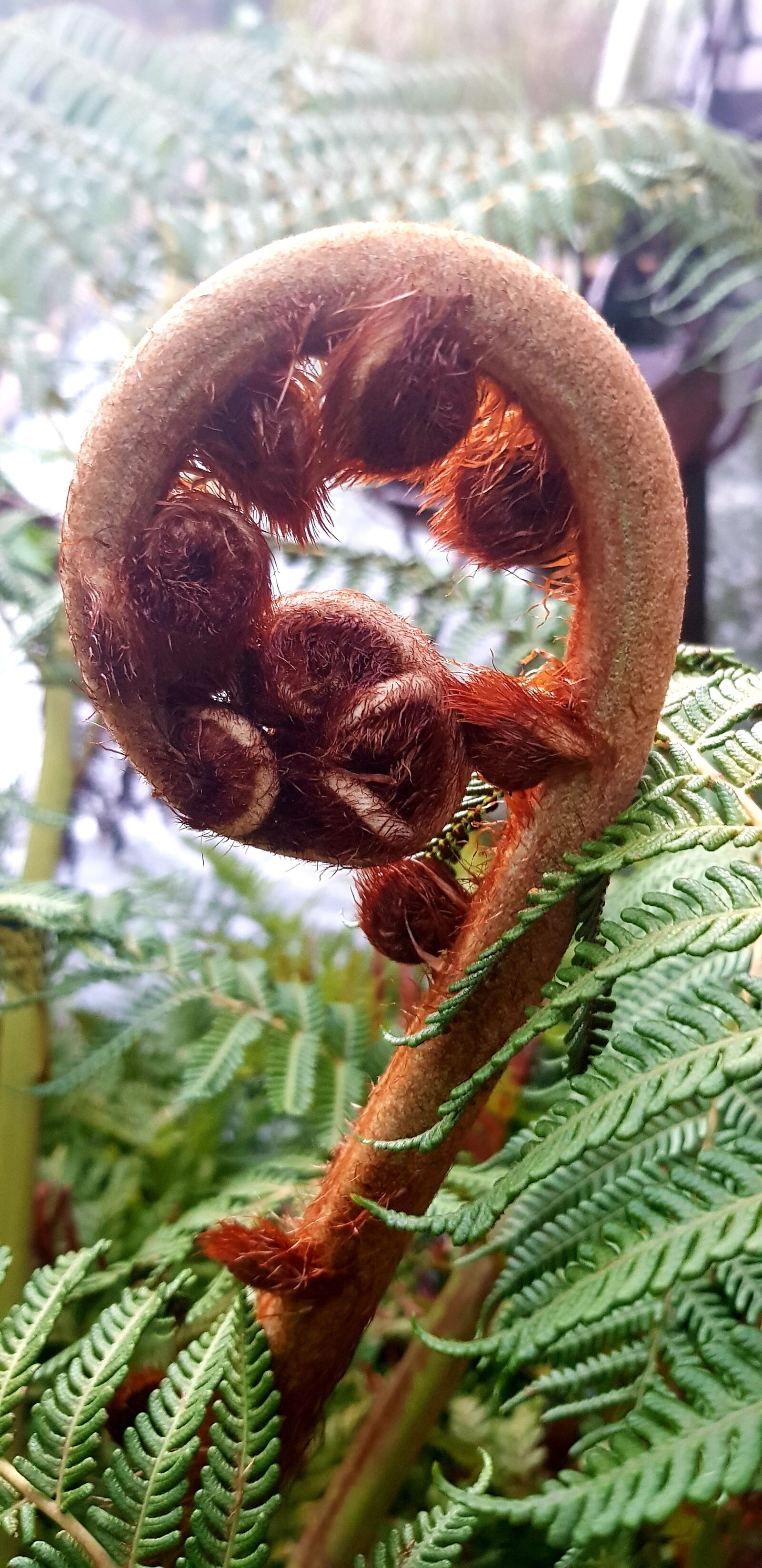 Samsung Galaxy S8 sample photo. Nature, fern, plant photography