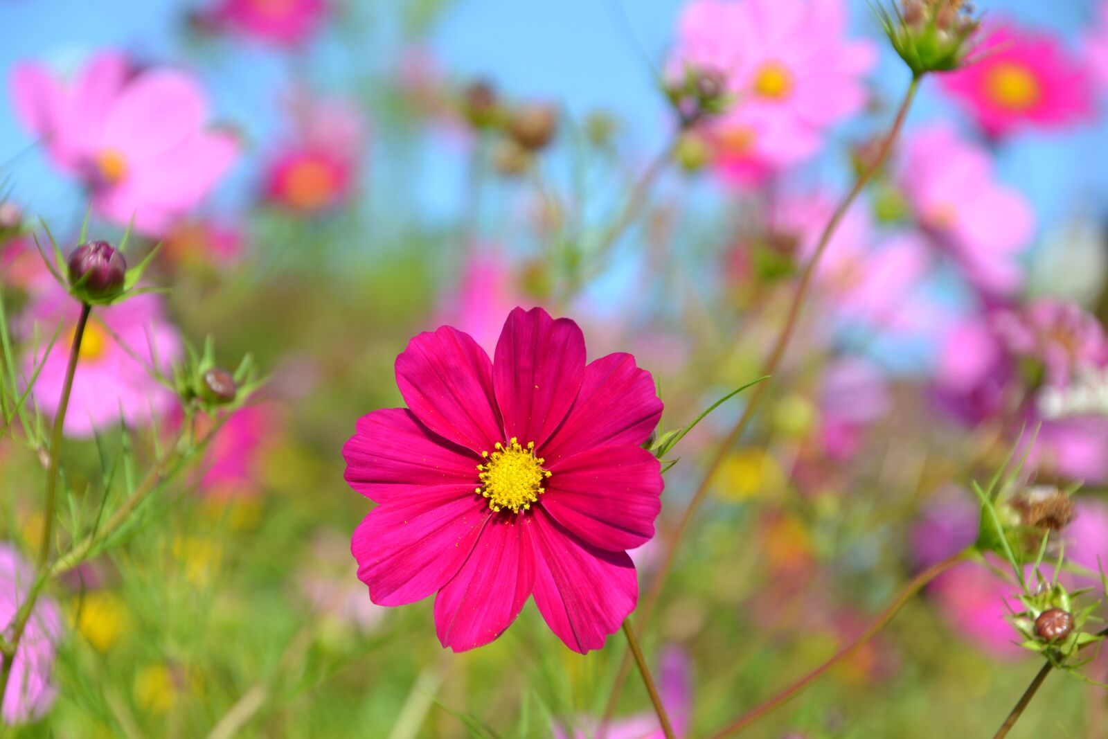 Nikon D3100 sample photo. Flowers, flower meadow, cosmea photography