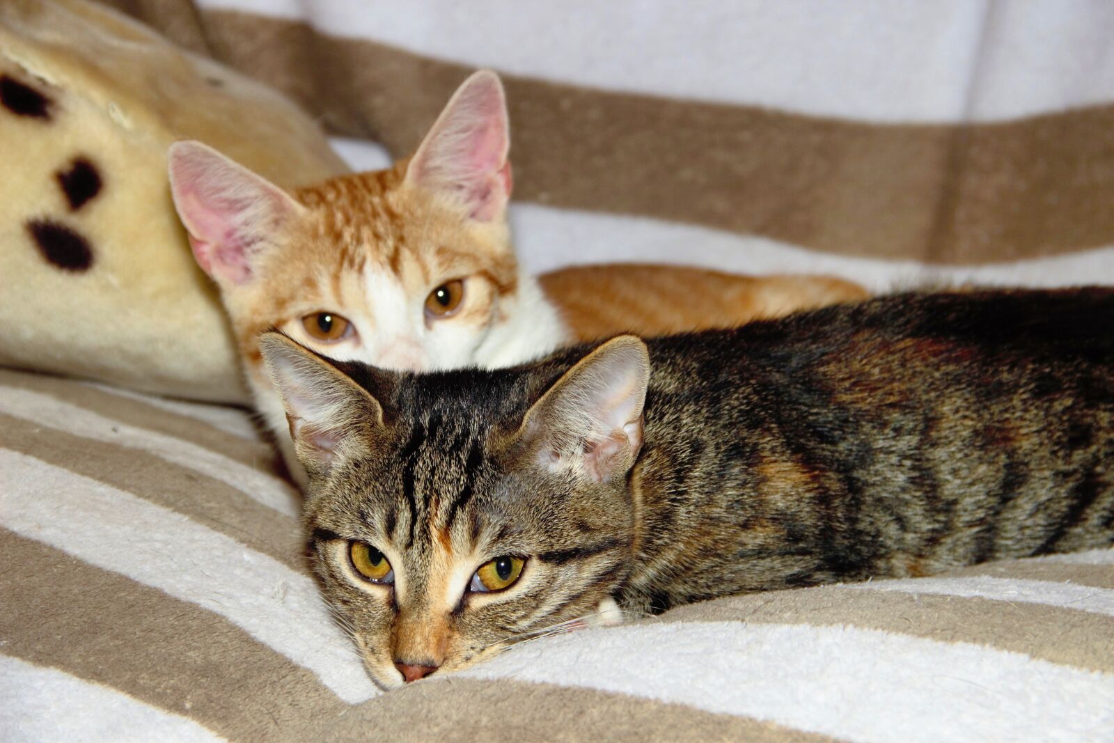 Canon EOS 600D (Rebel EOS T3i / EOS Kiss X5) sample photo. Cat, domestic cat, pet photography