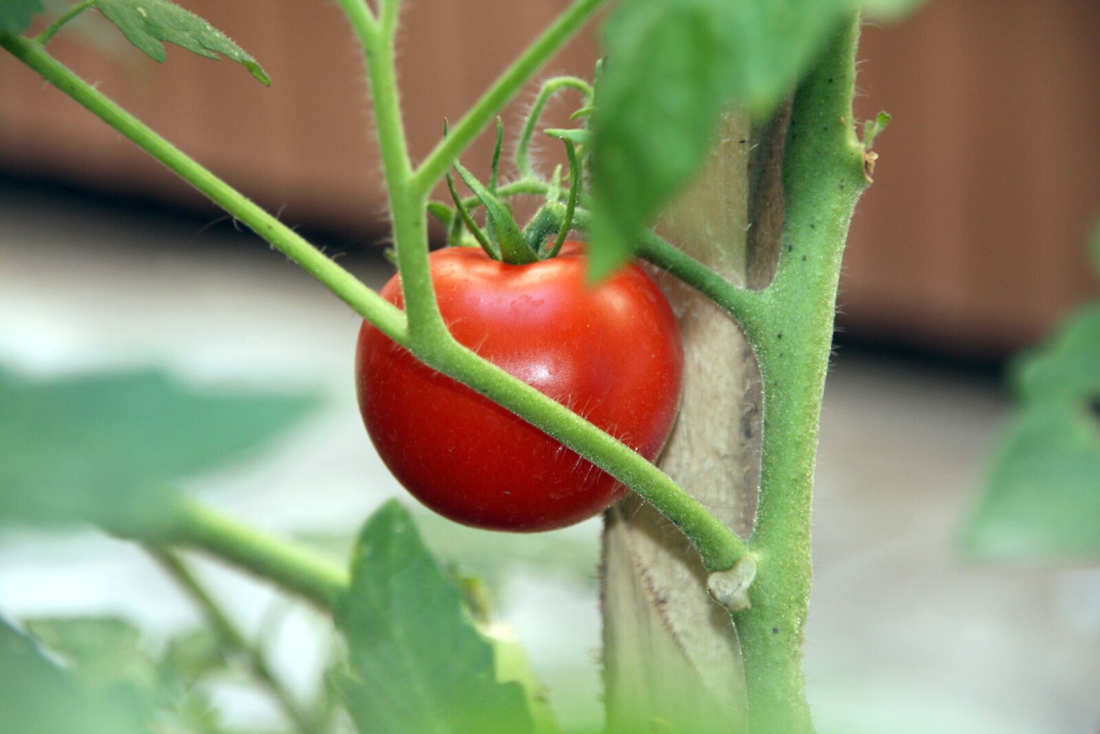 Canon EOS 40D sample photo. Tomato, plant, vegetable photography