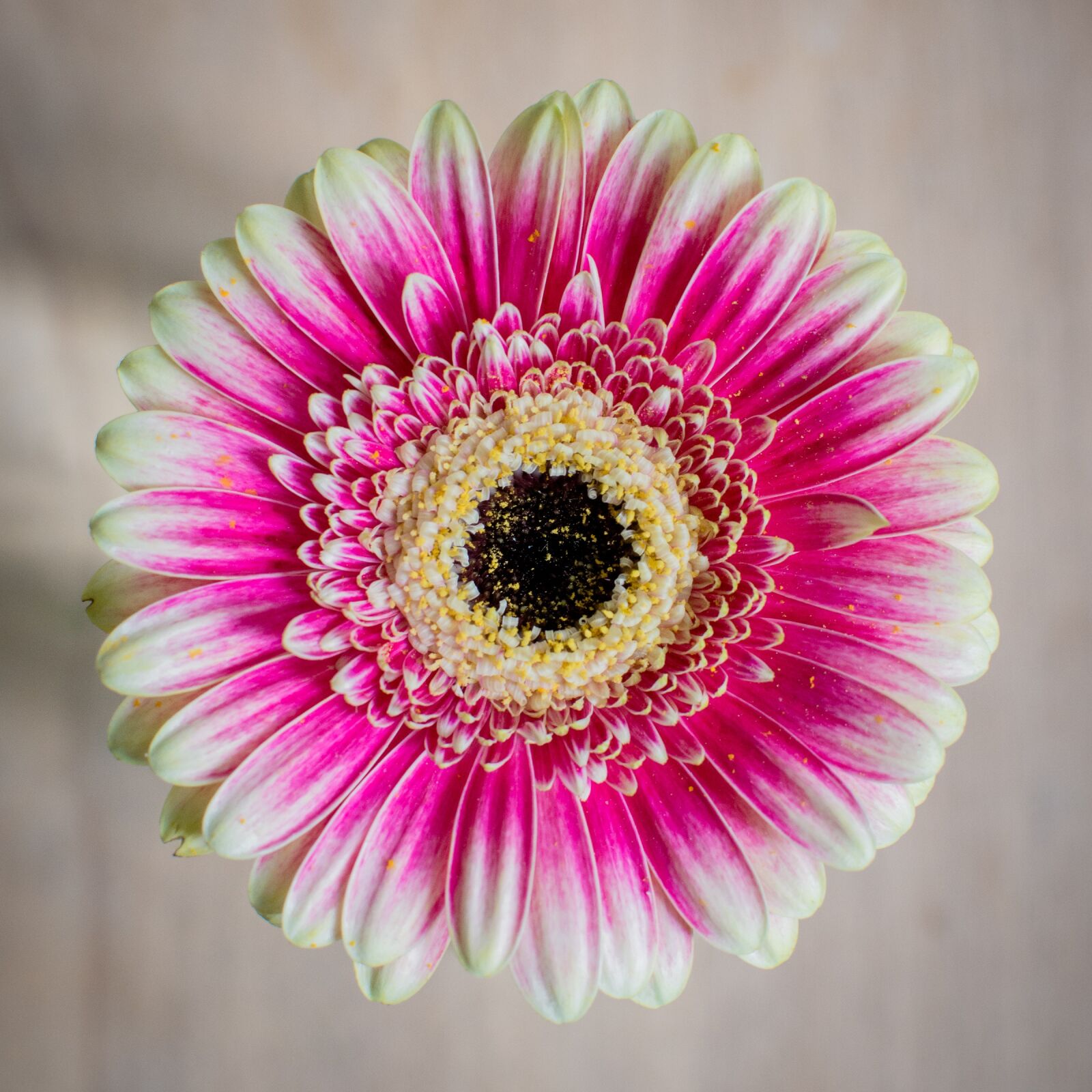 Nikon D7100 sample photo. Gerbera, composites, blossom photography
