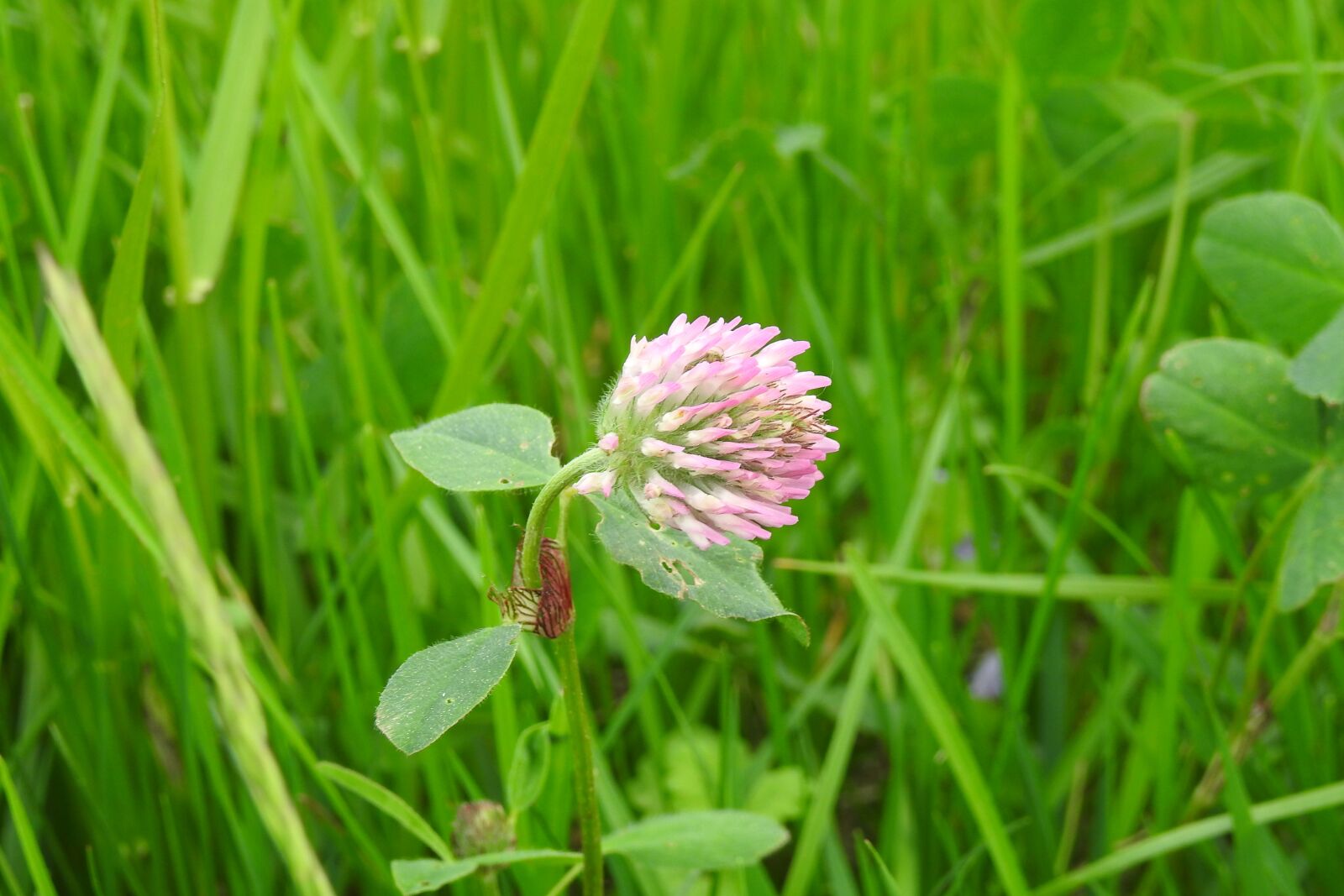Nikon Coolpix P900 sample photo. Lawn, nature, plant photography