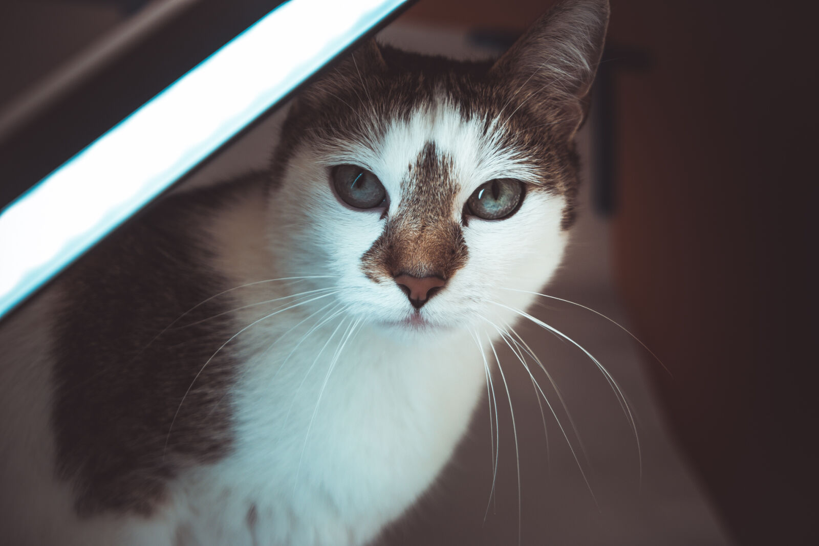 Canon EOS 70D sample photo. White, and, black, short photography