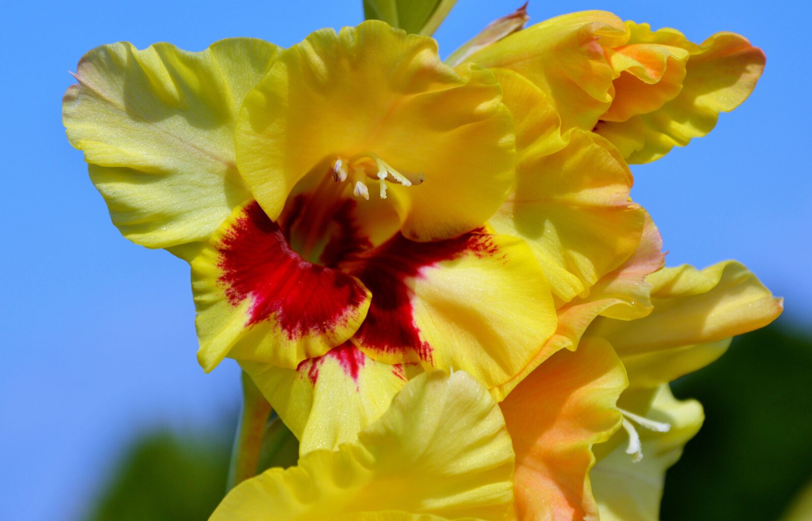 Nikon D3200 sample photo. Gladiolus, gladidus, butterfly greenhouse photography