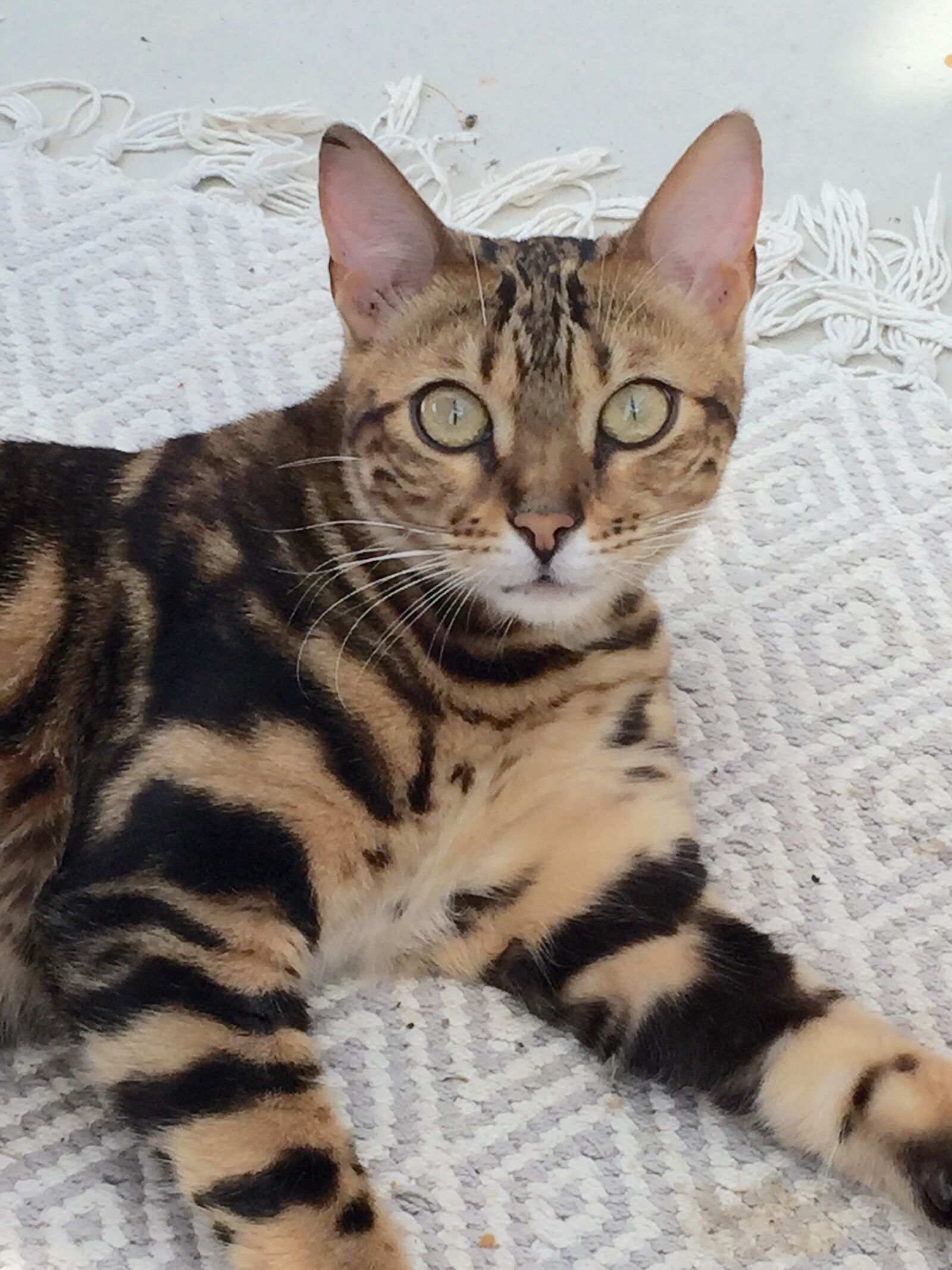 Apple iPhone 6 sample photo