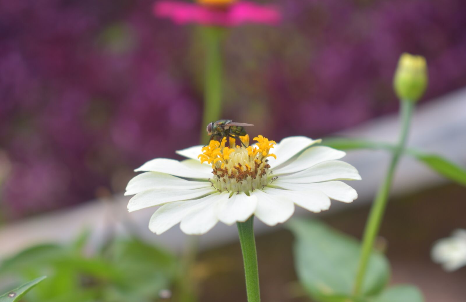 Nikon D3400 sample photo. Nature, flower, flora photography