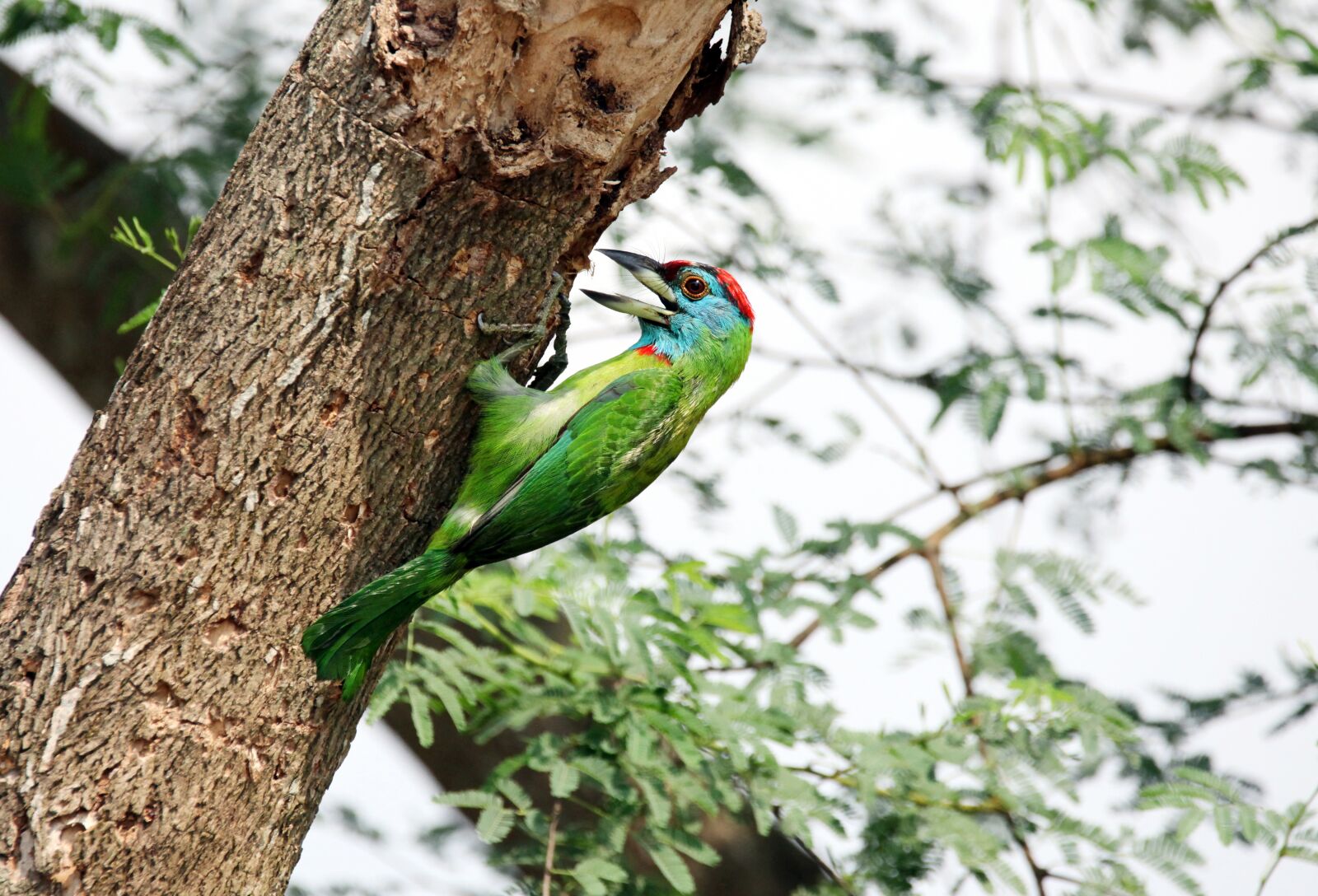 Canon EOS 5D Mark II sample photo. Bird, mother, needs photography
