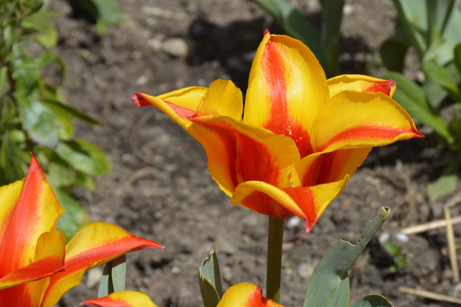 Nikon D7100 sample photo. Tulip, blossom, bloom photography