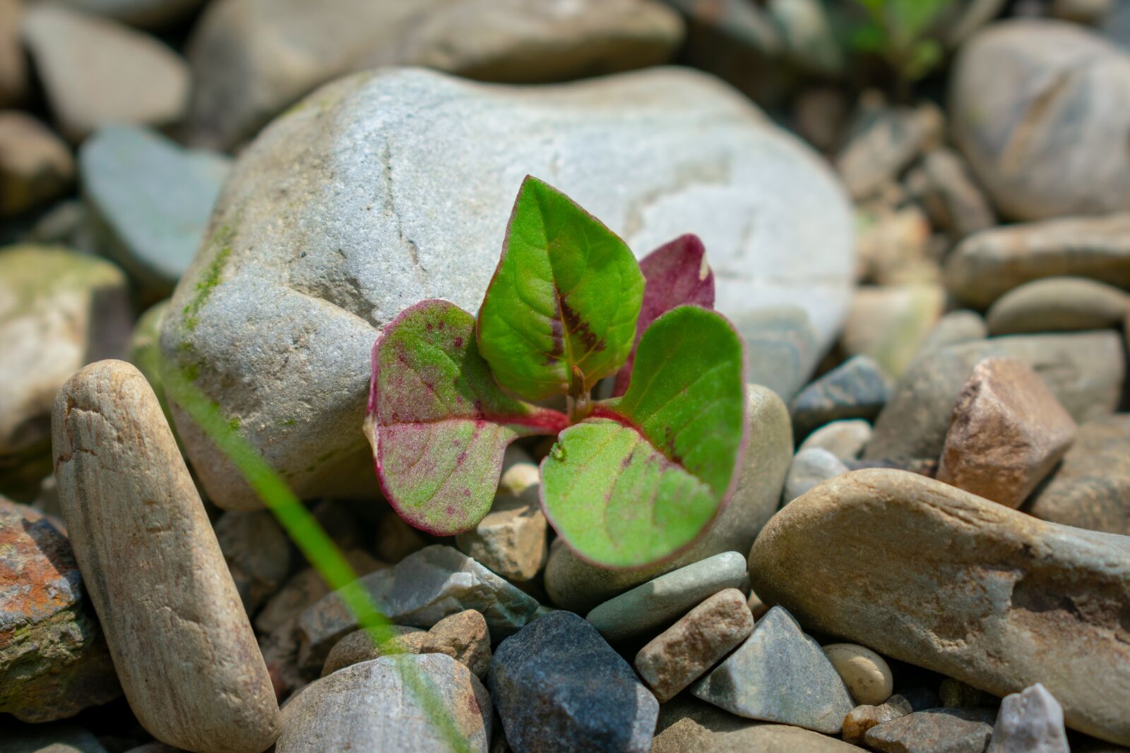 Nikon D3400 sample photo. Grass, green, germination photography