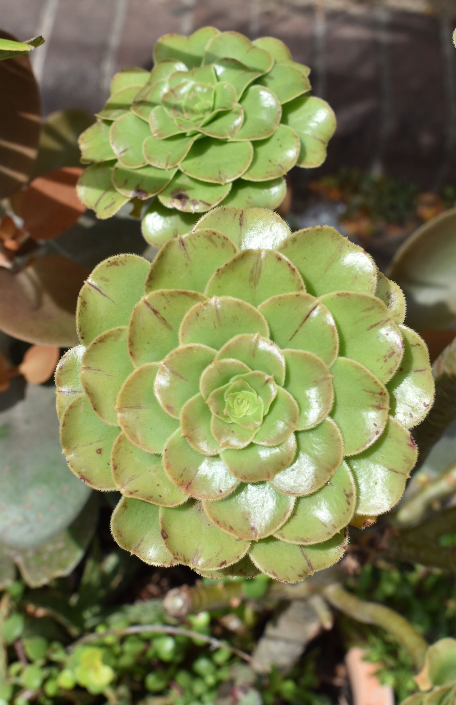 Nikon D5600 sample photo. Plants, flowers, garden photography