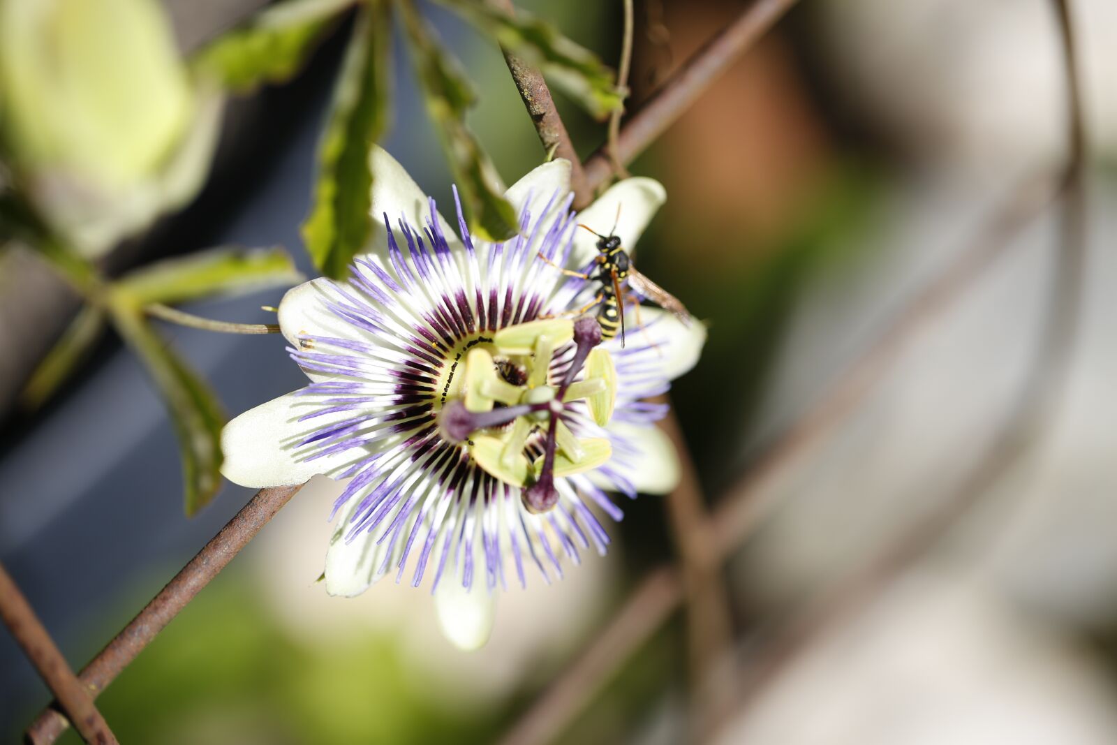 Canon EF 100mm F2.8L Macro IS USM sample photo. Passion flower, bee, pollination photography