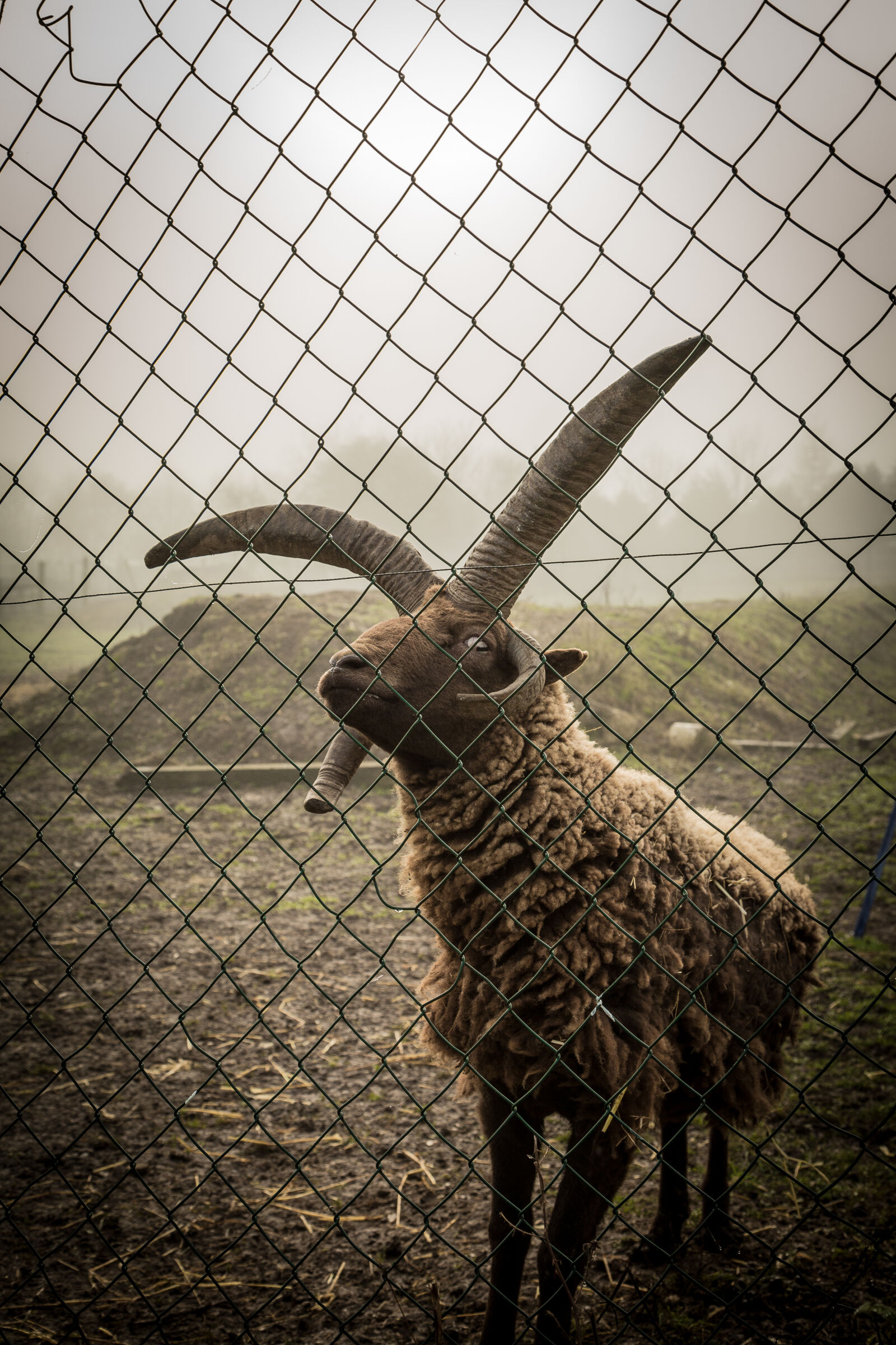 Canon EF 24-105mm F4L IS USM sample photo. Animal, animal, farming, cruelty photography