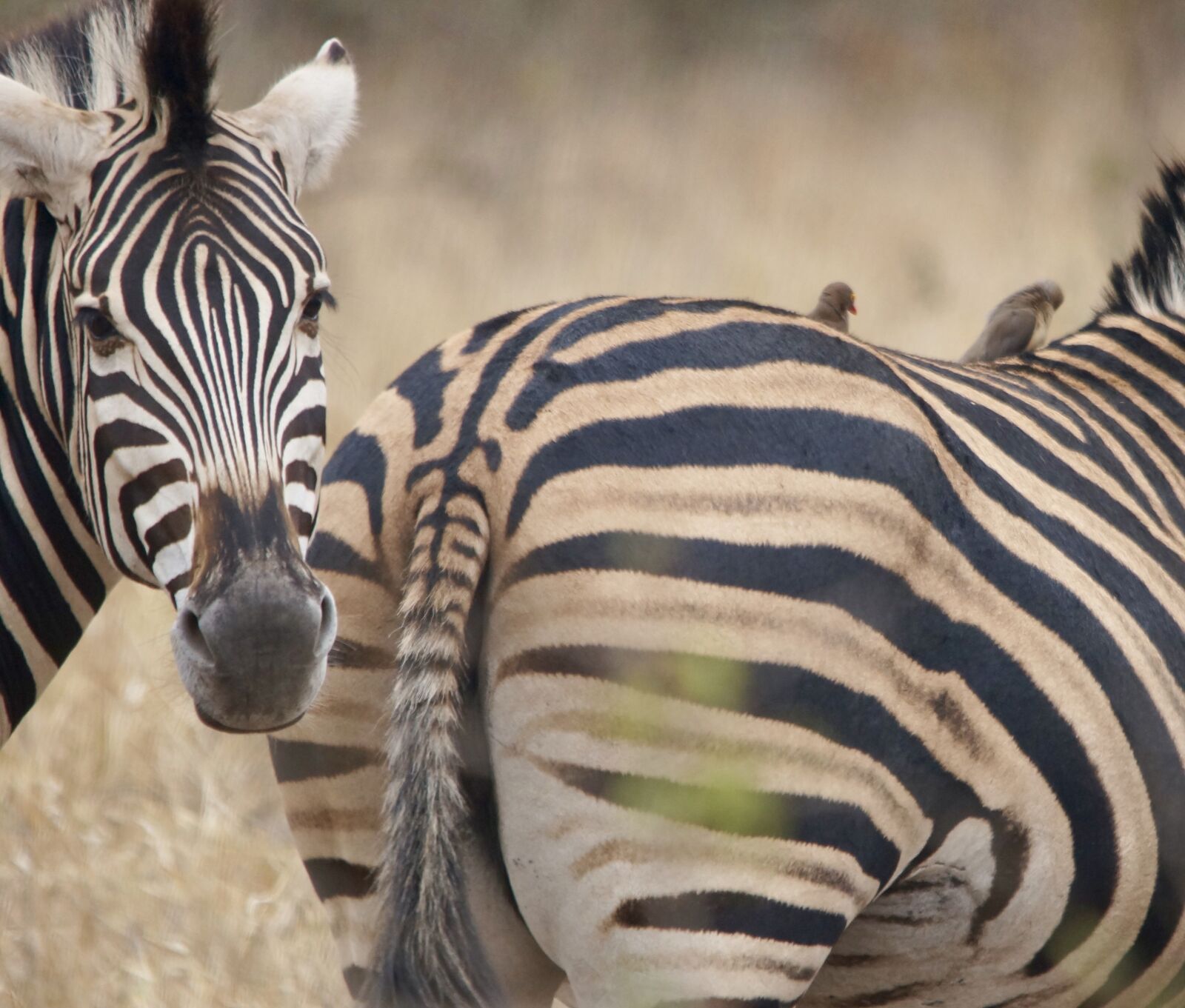 Sony SLT-A57 sample photo. Zebra, buttocks, stripes photography