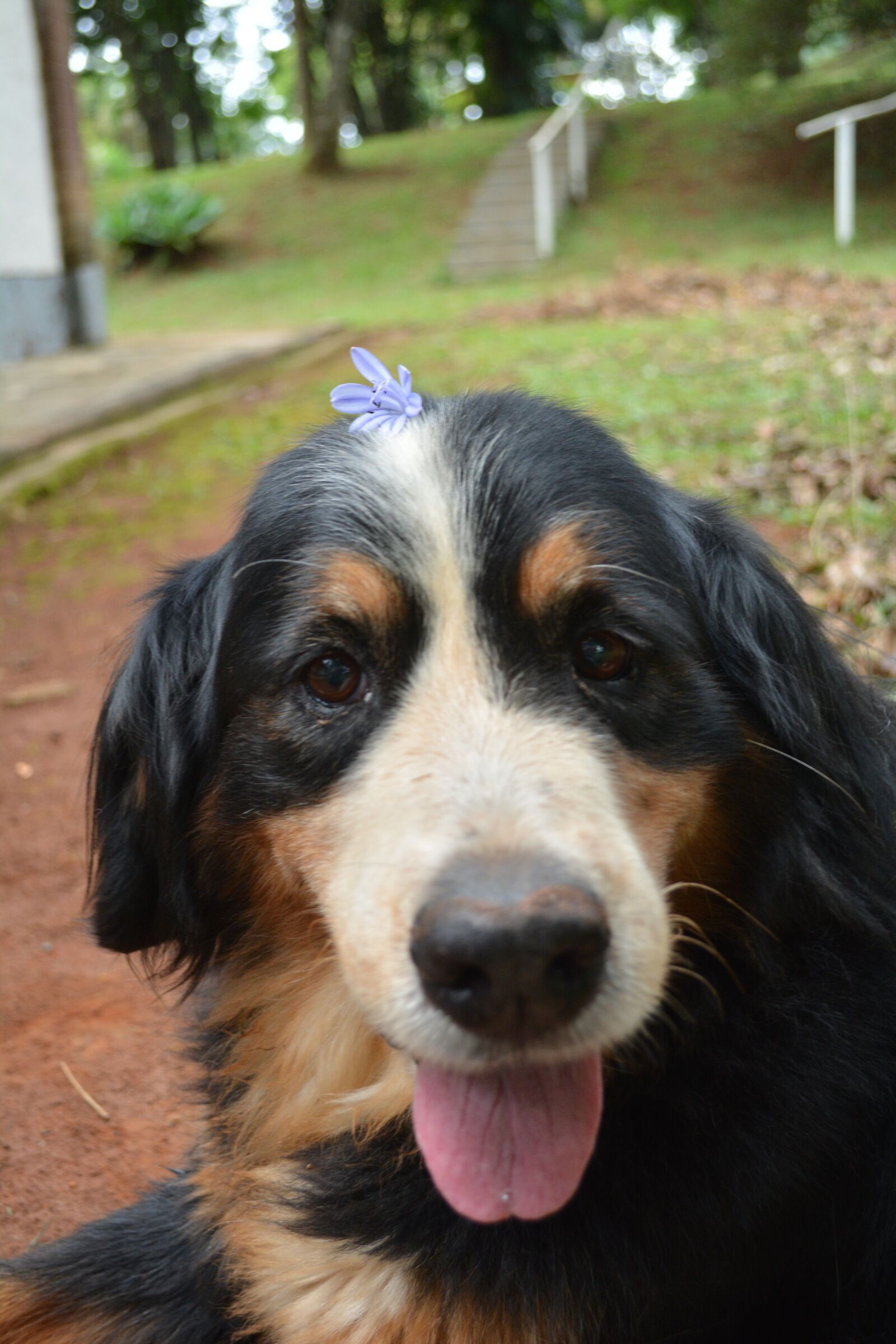 Nikon D5200 sample photo. Dog, old dog, smile photography