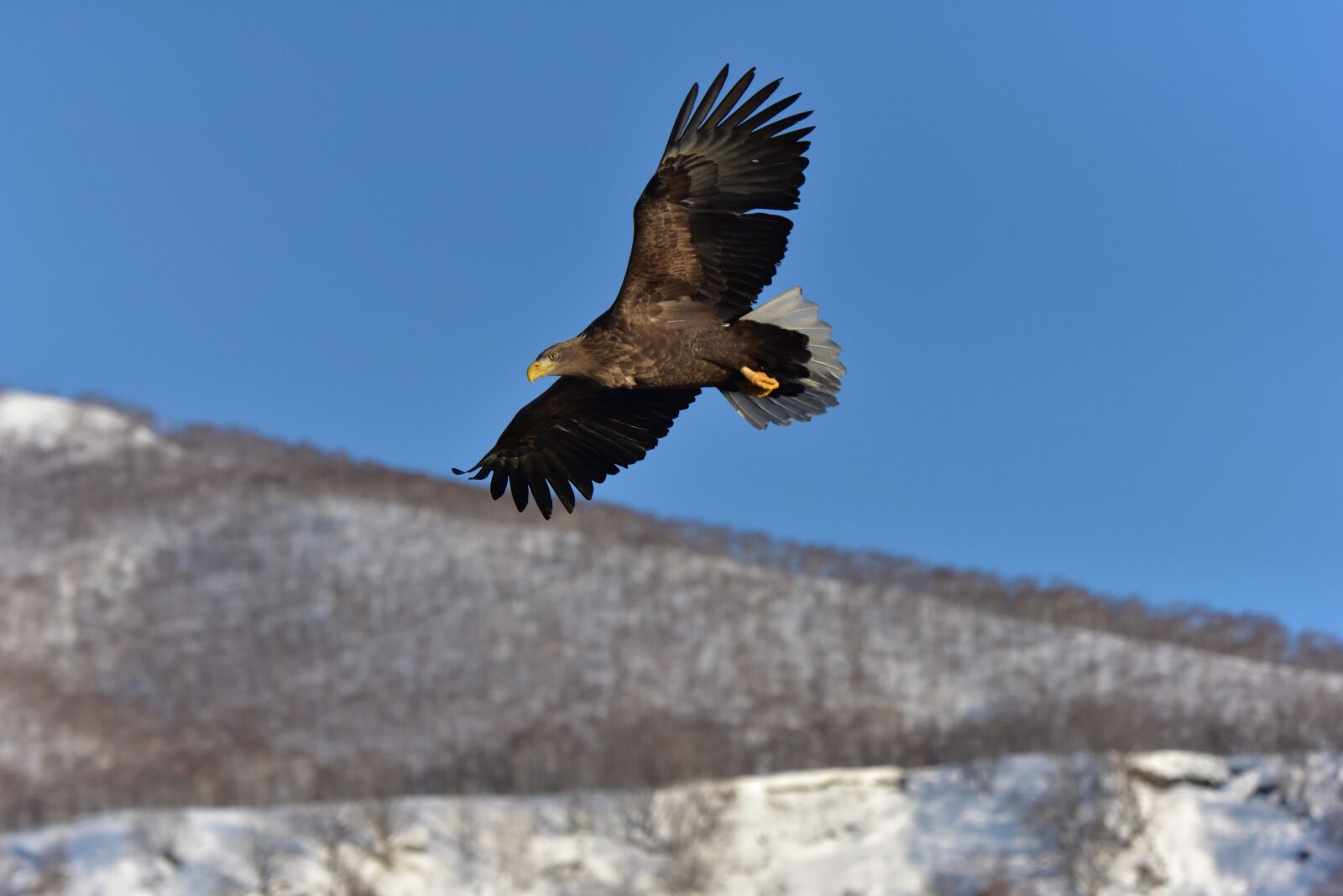Nikon D810 sample photo. Natural, outdoors, snow photography