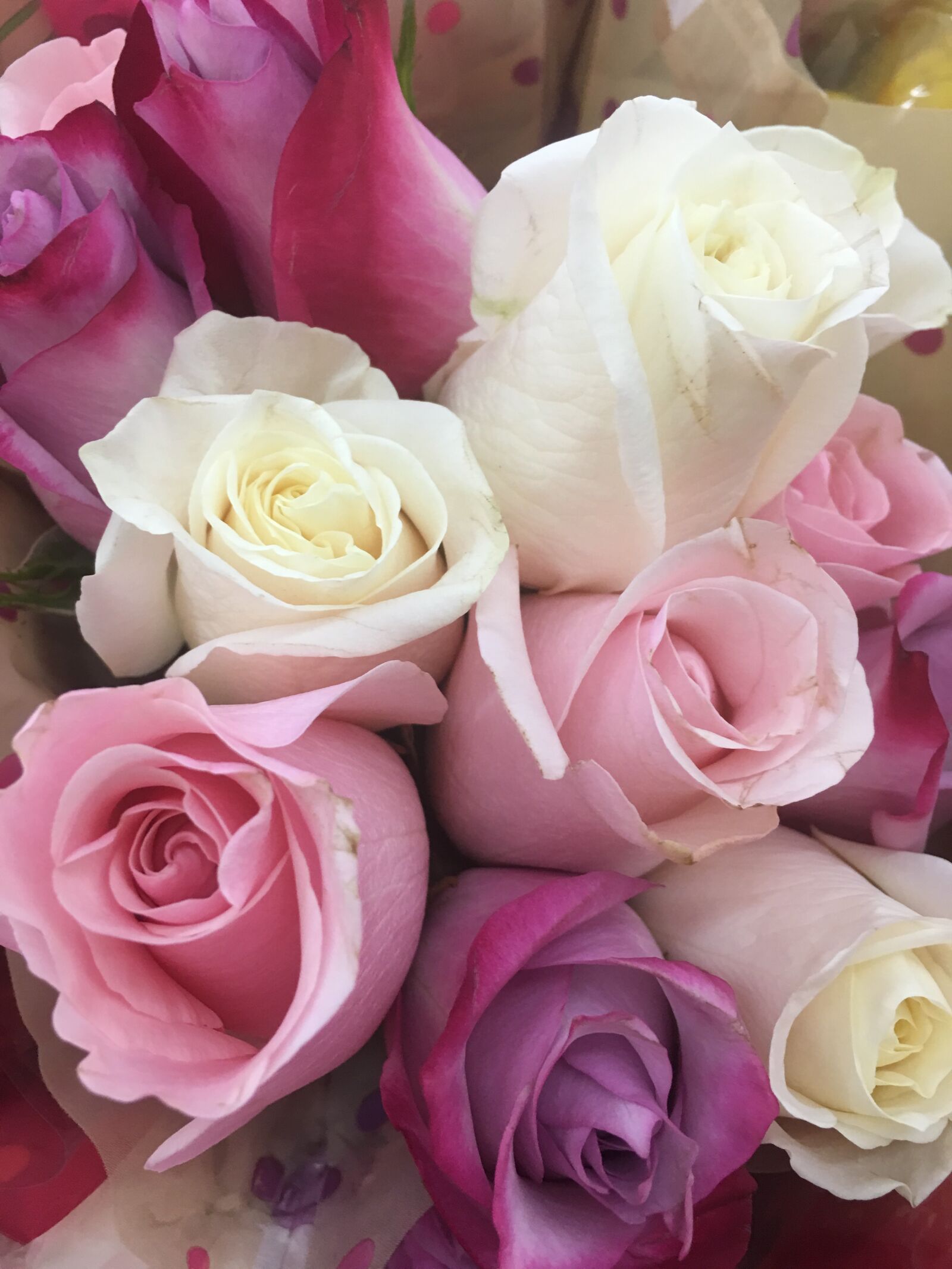 Apple iPhone 6s Plus sample photo. Rose, roses, flower photography