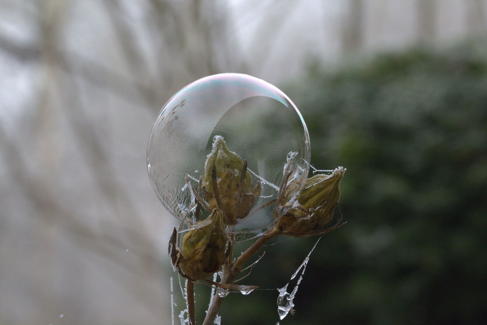 Nikon D5200 sample photo. Soap bubble, pattern, structure photography