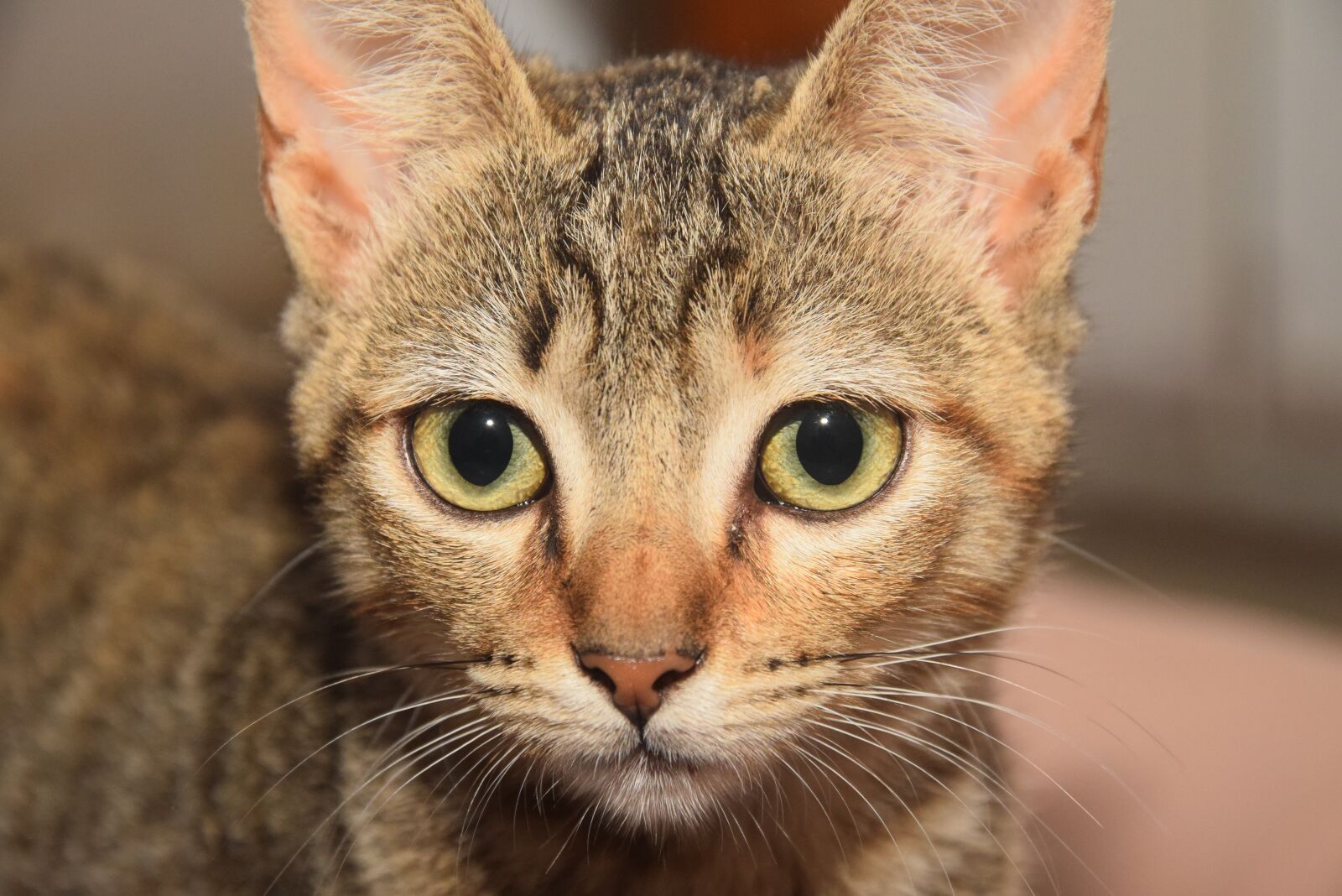 Nikon D3300 sample photo. Feline, animal, kitten photography
