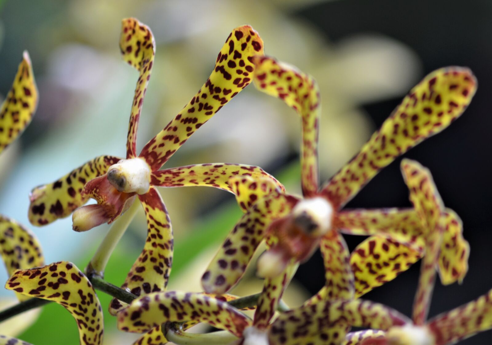 Nikon D5100 sample photo. Flower, orchid, blossom photography