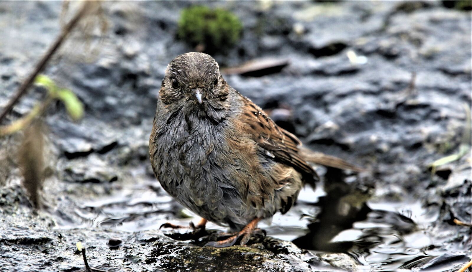 150-600mm F5-6.3 DG OS HSM | Contemporary 015 sample photo. Bird, dunnock, songbird photography